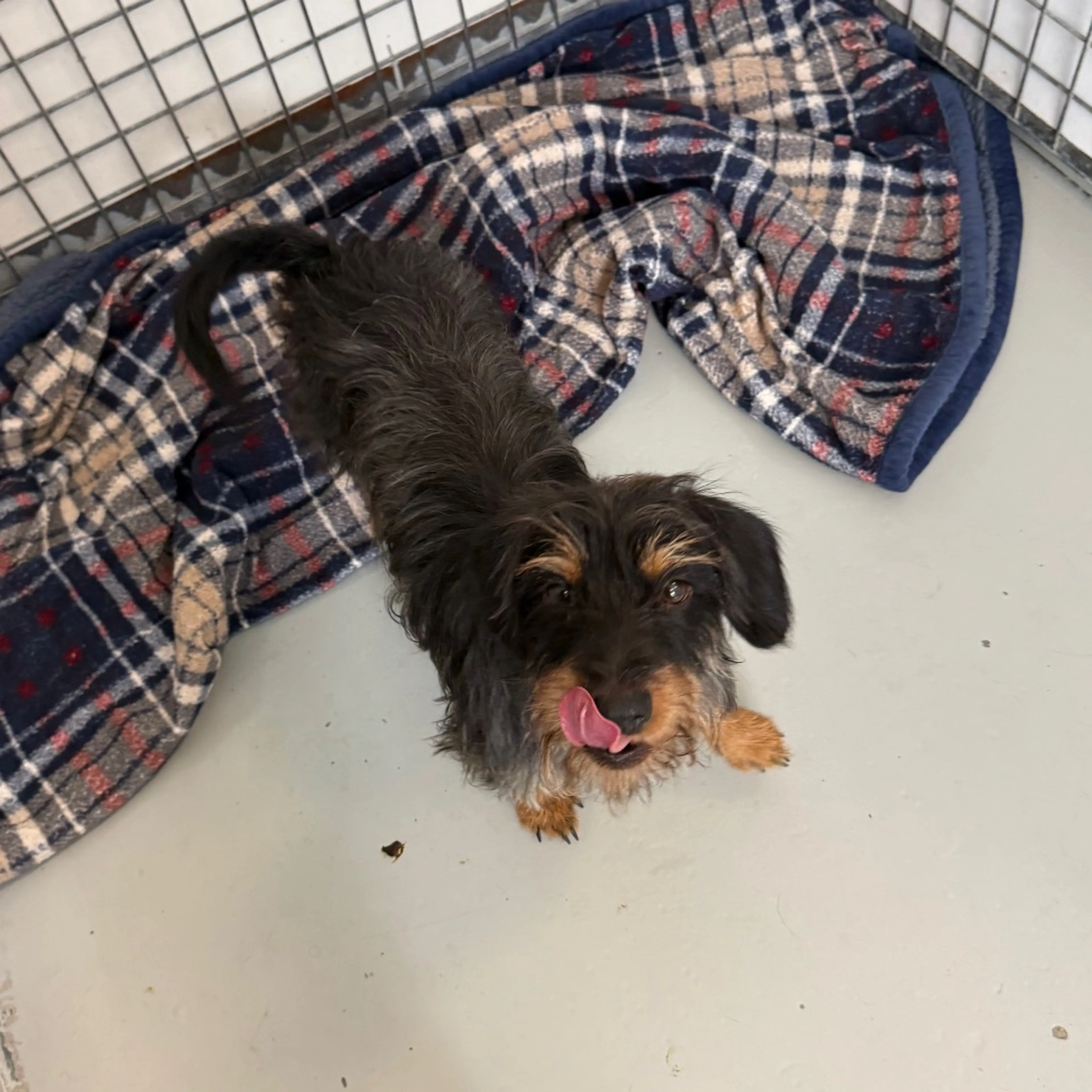 Found pet-3
