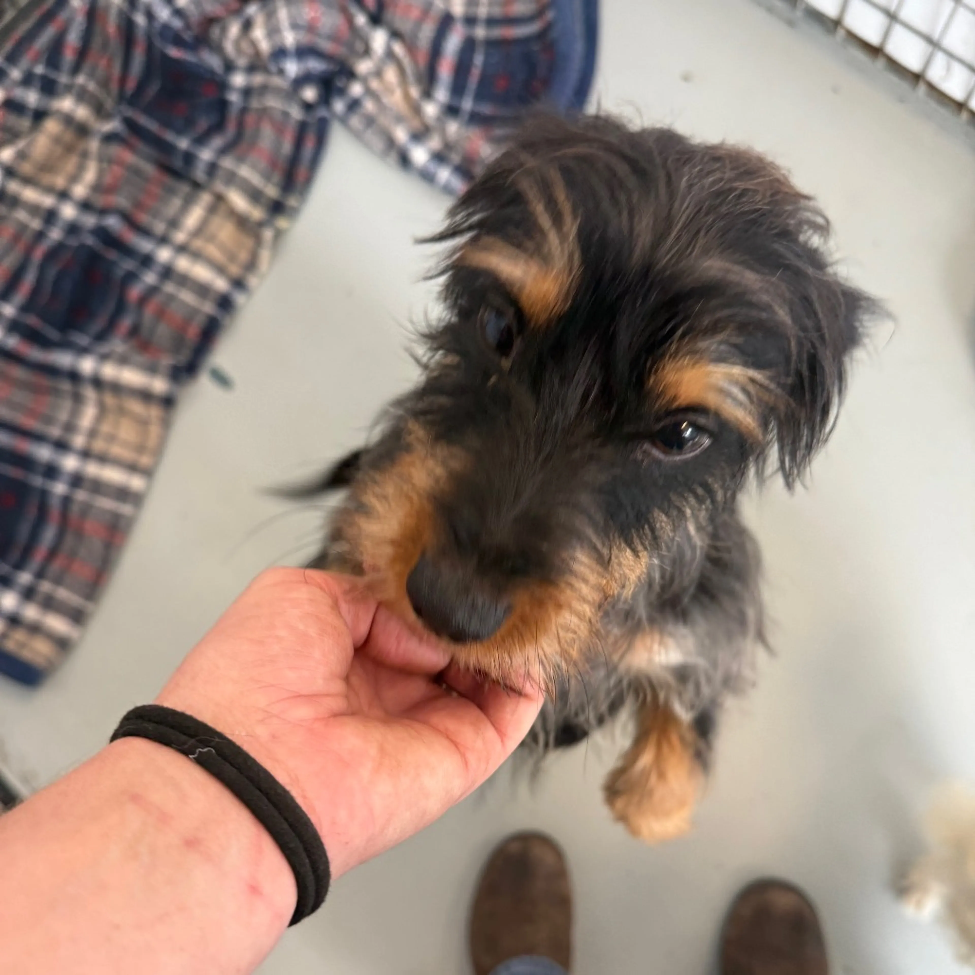 Found pet-4