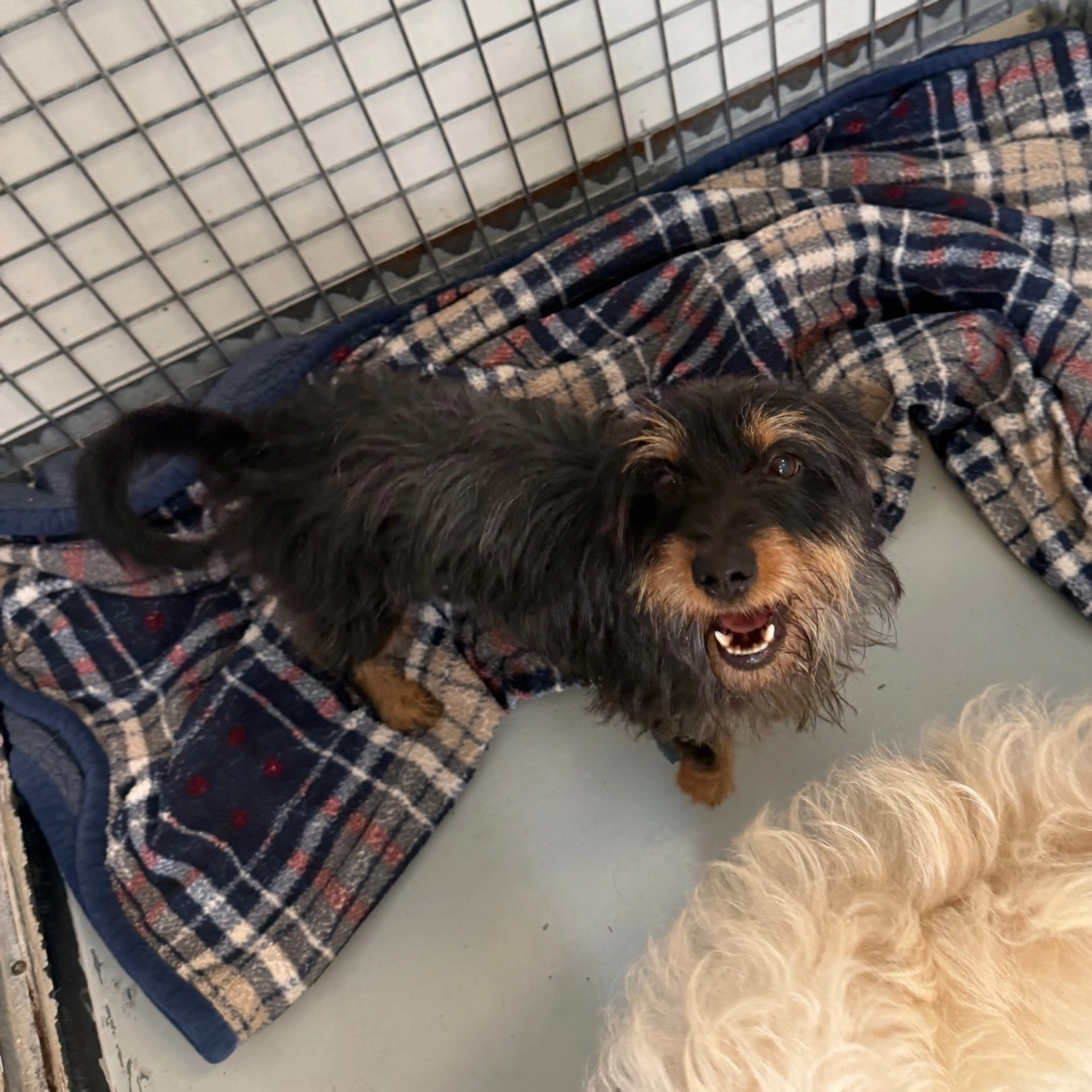 Found pet-2