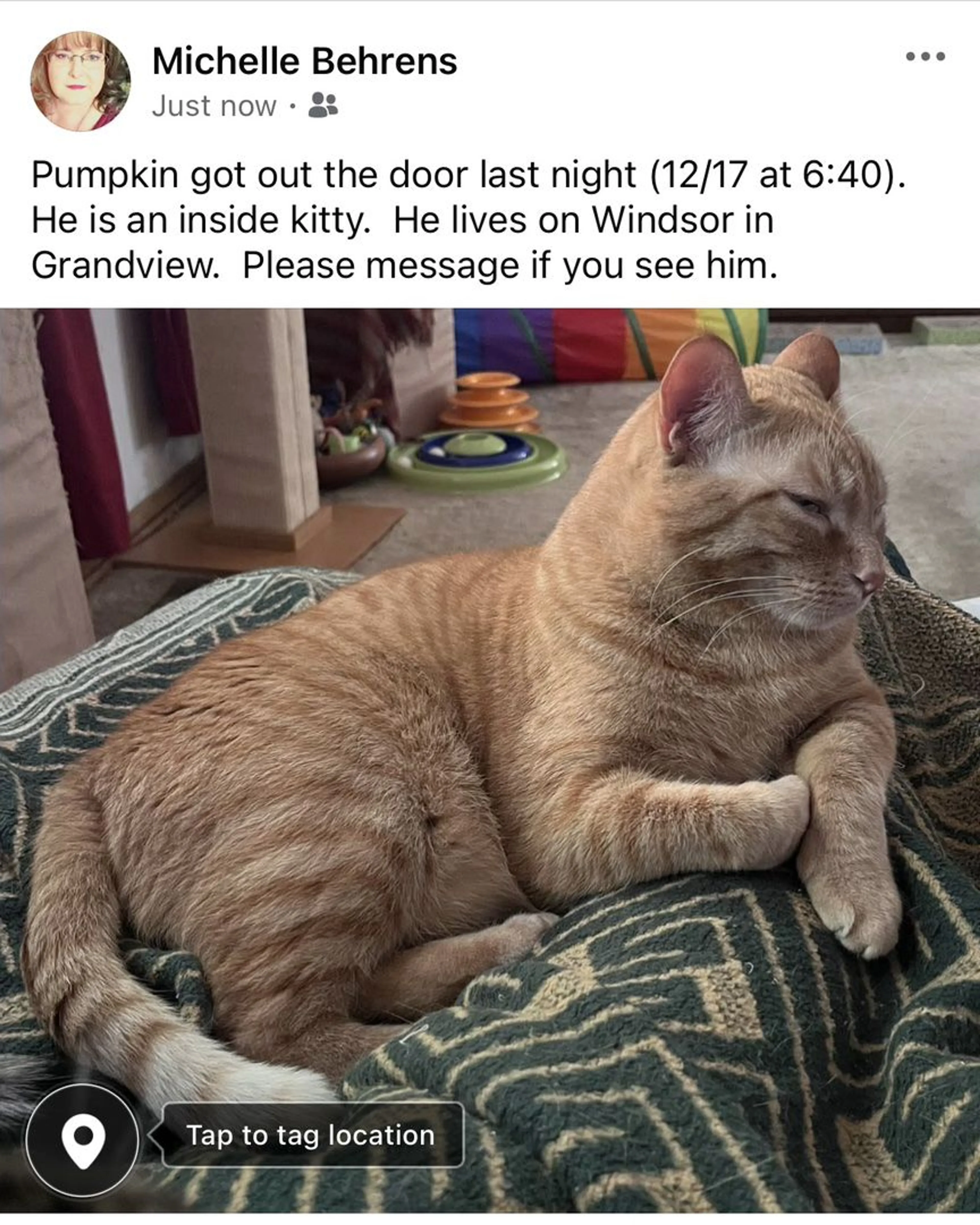 Lost pet