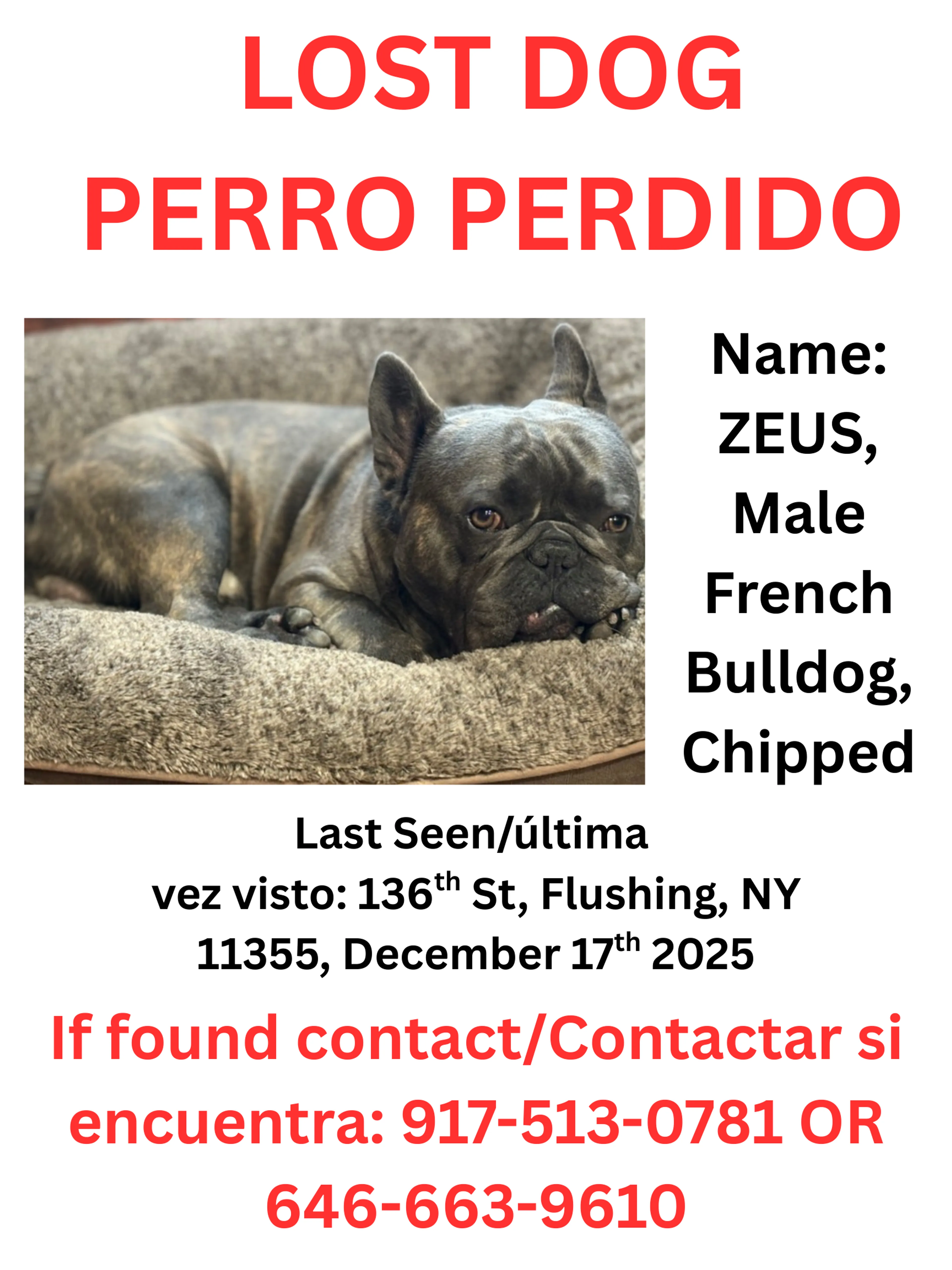 Lost pet