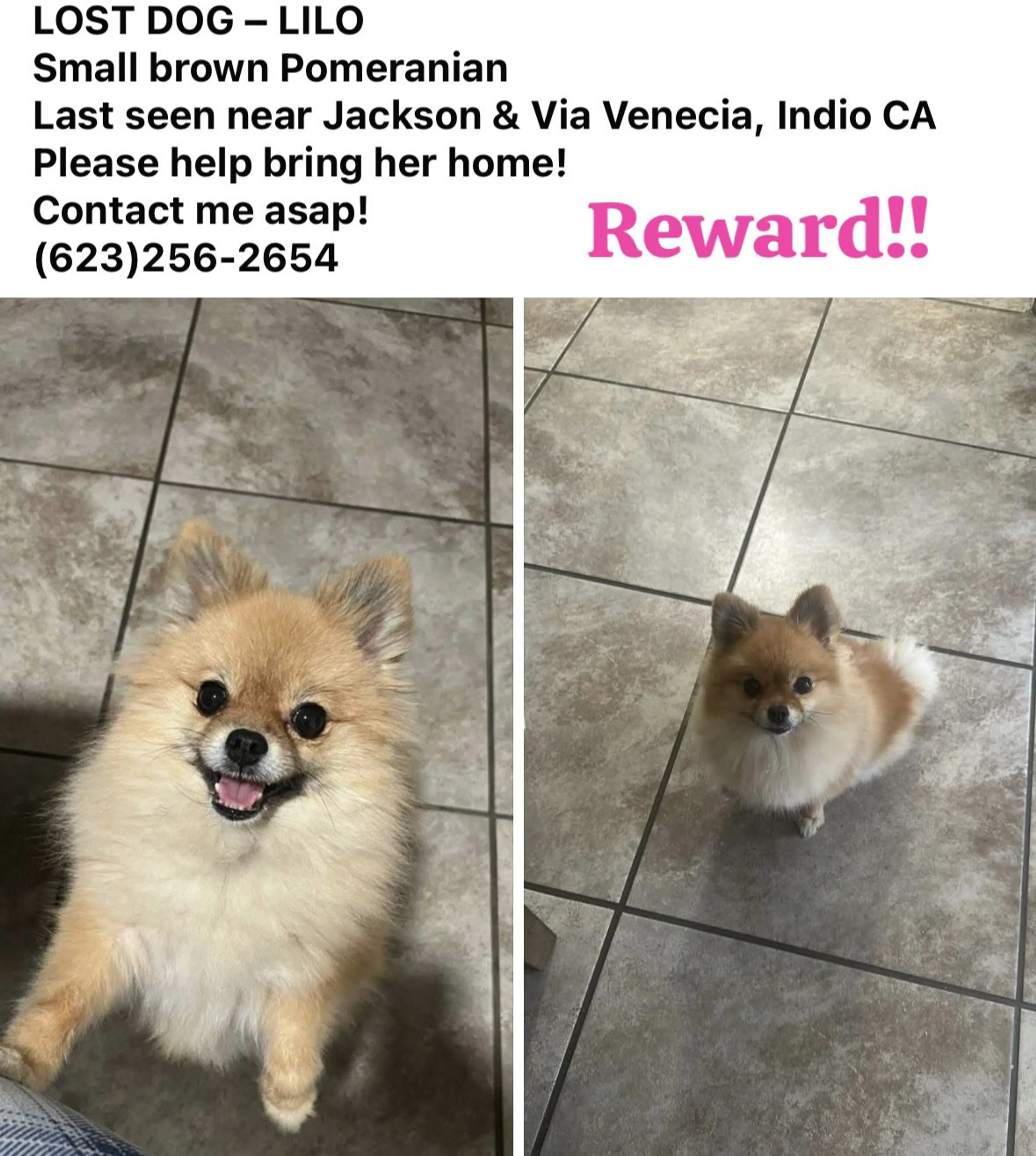 Lost pet