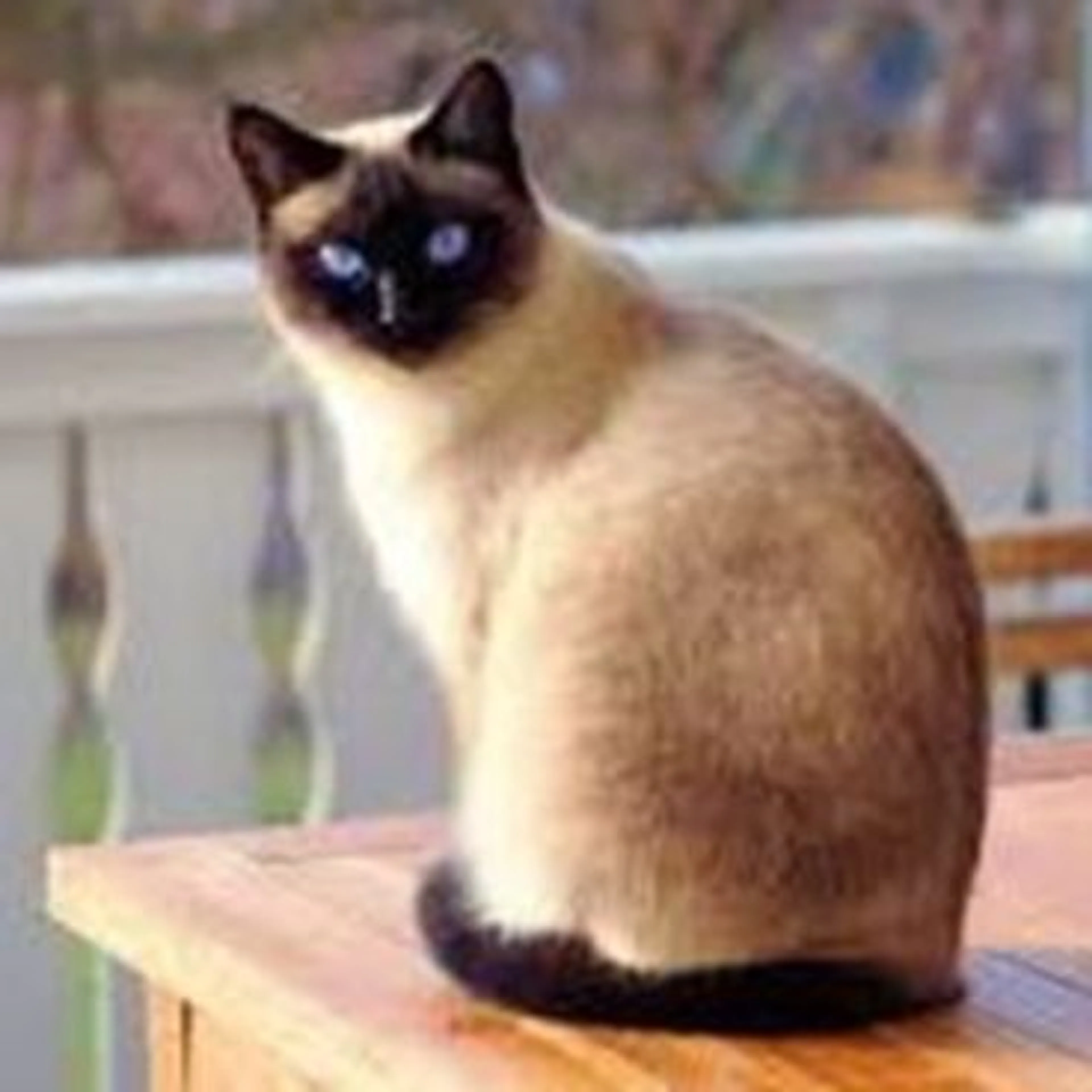 cdn image