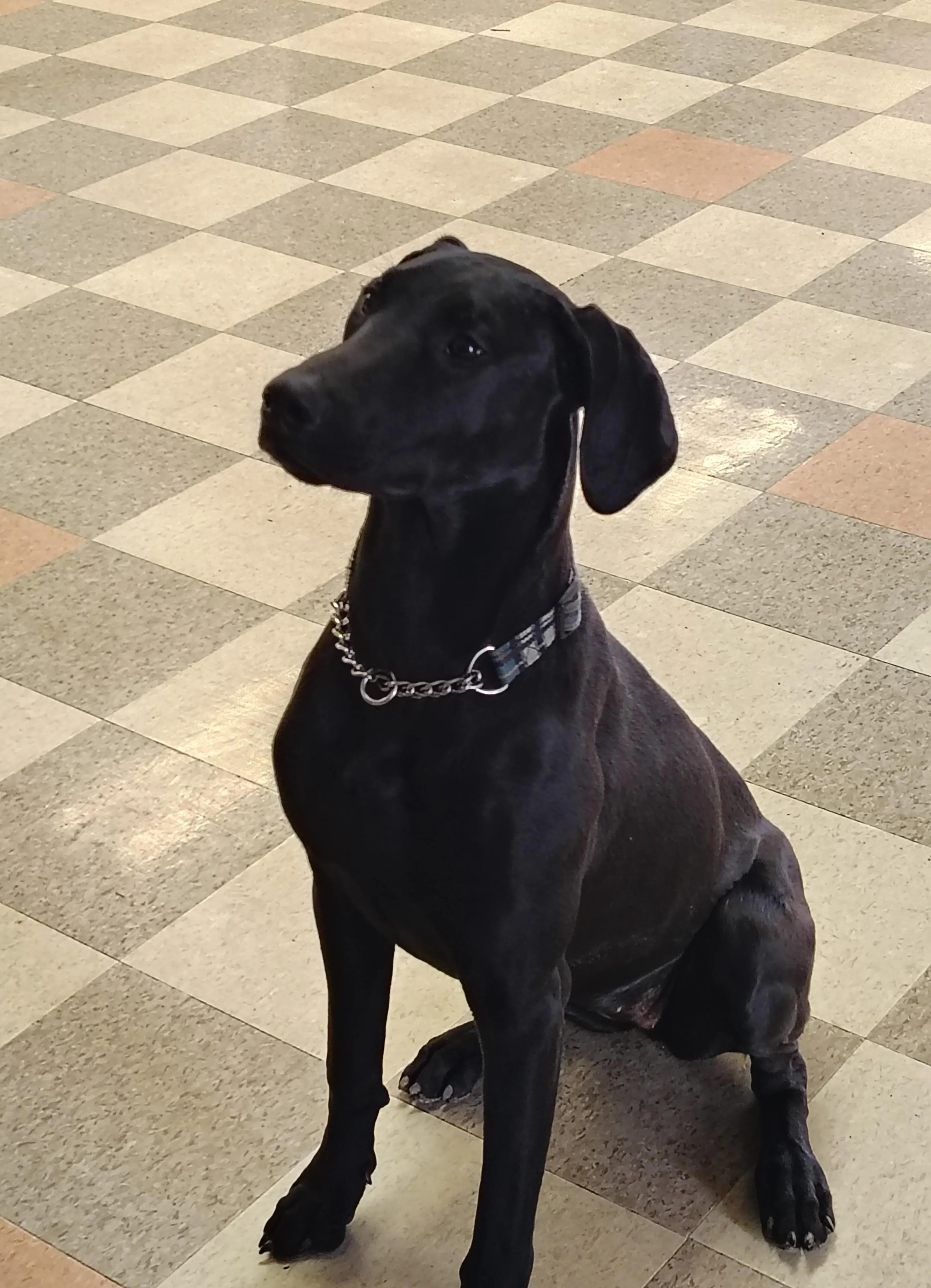 Found pet-1