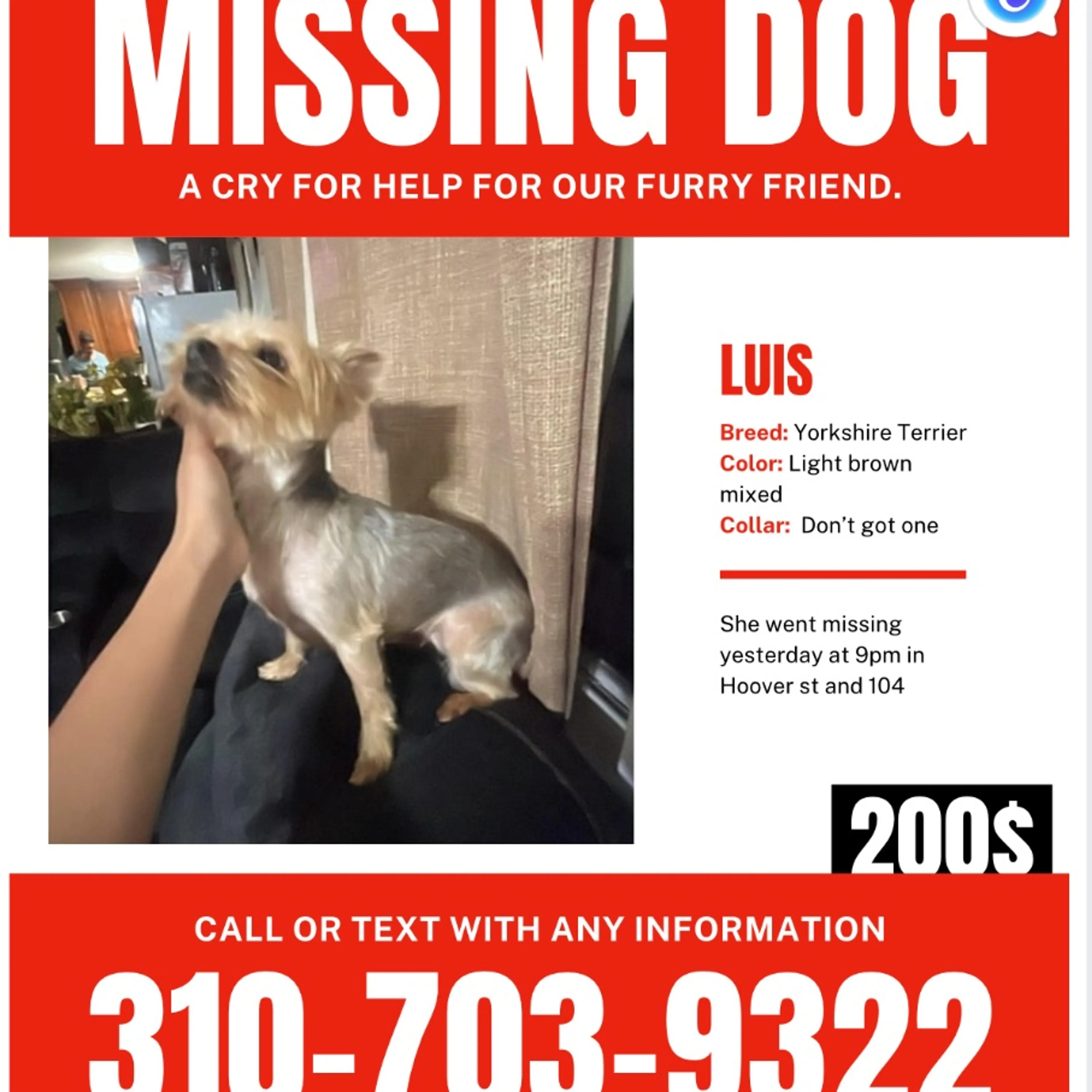 Lost pet
