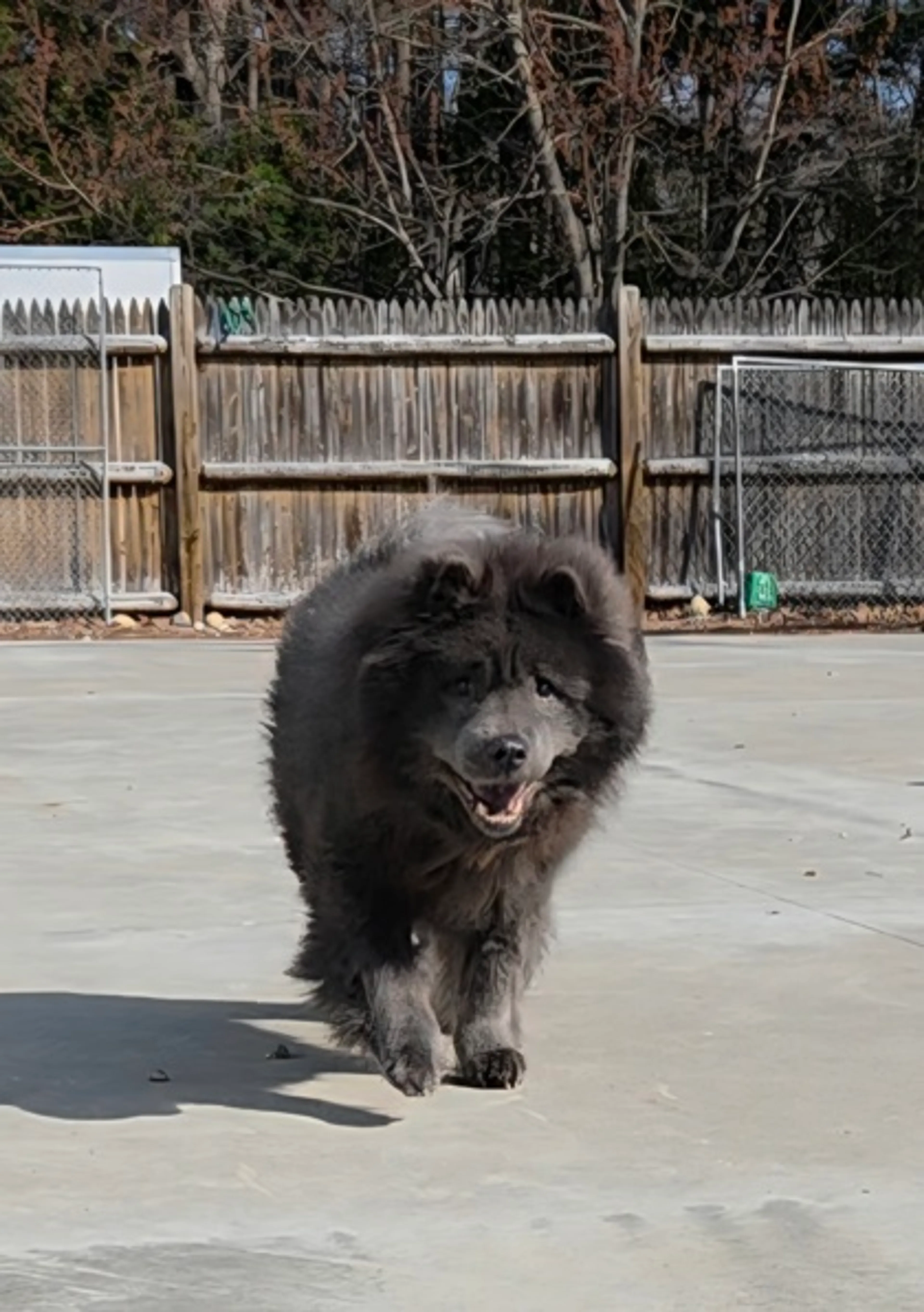 Found pet-2