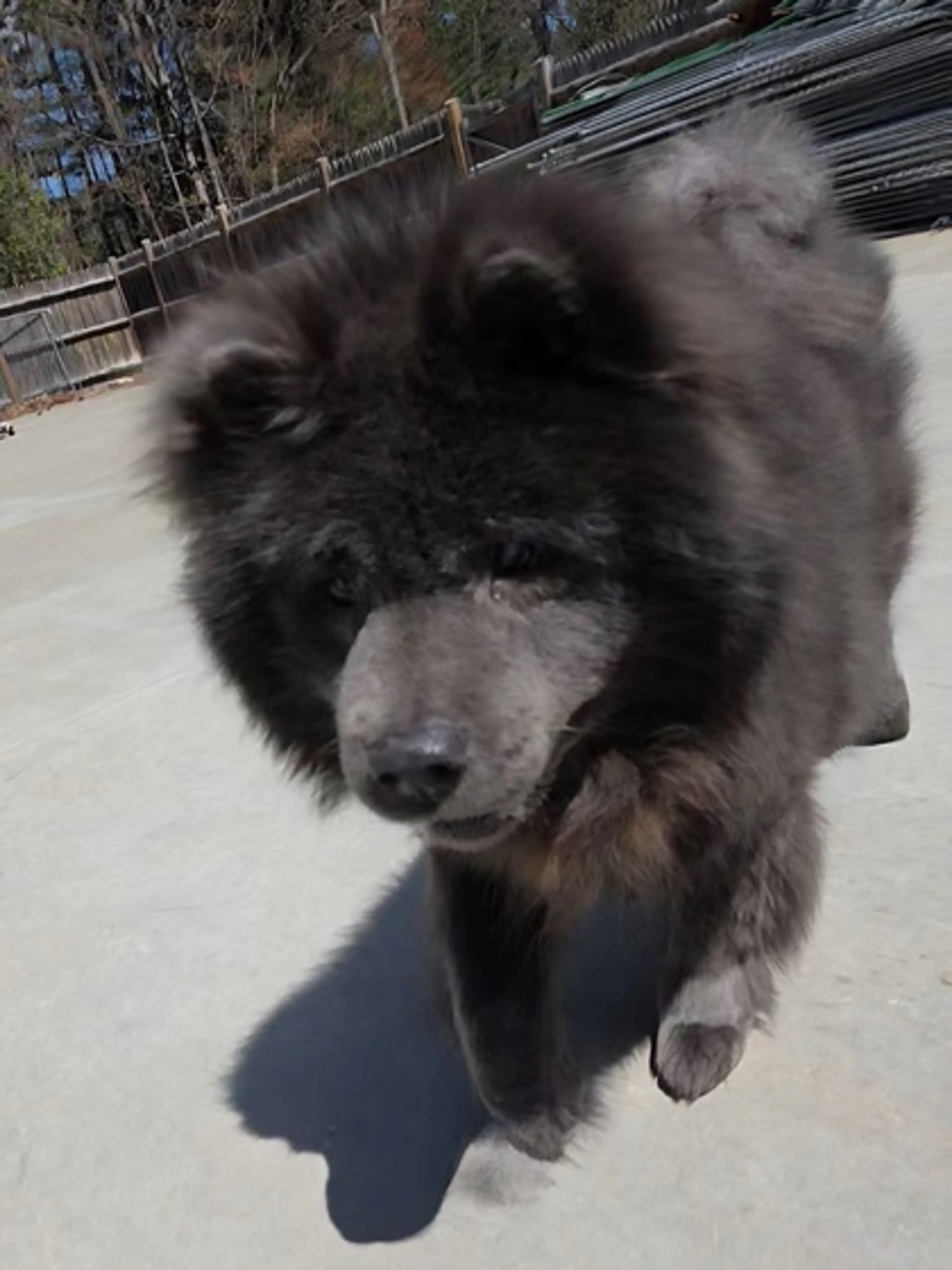 Found pet-1