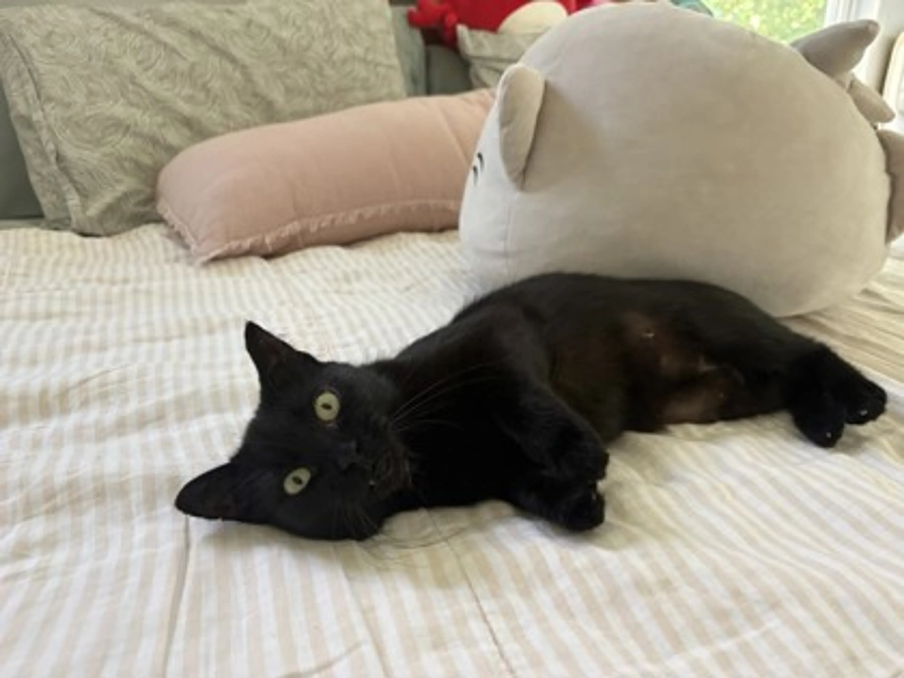 Found pet-0