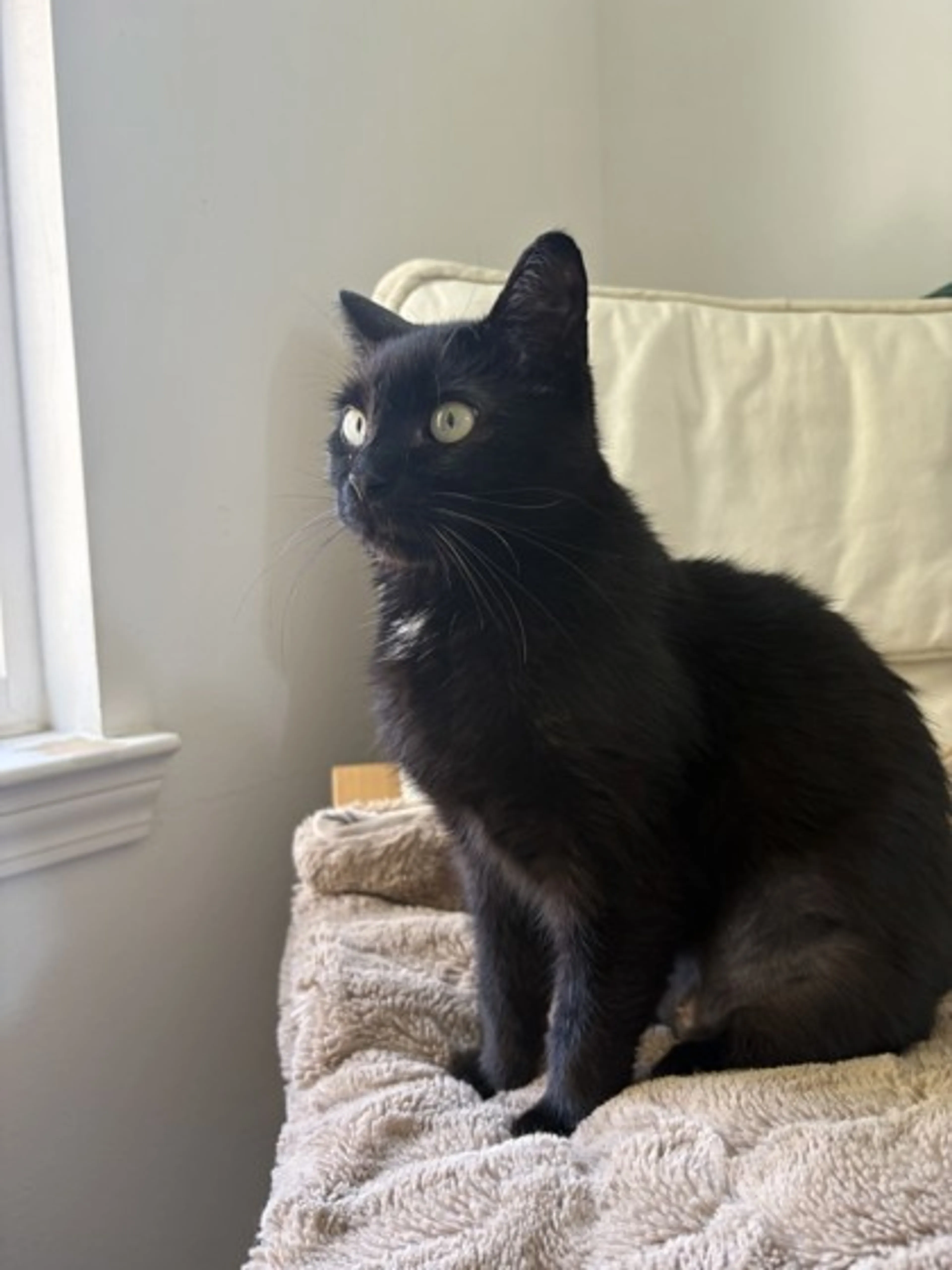Found pet-1