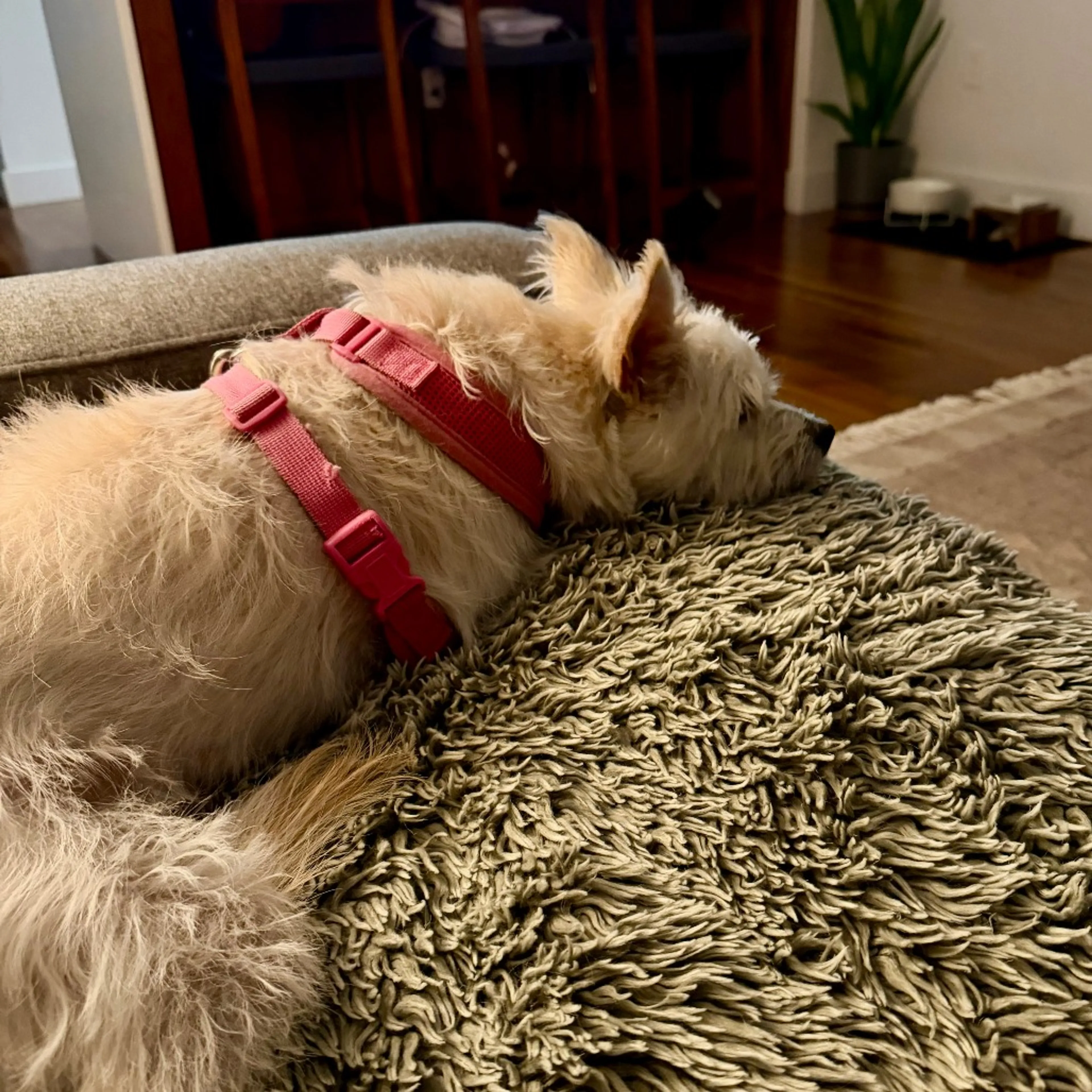 Found pet-25