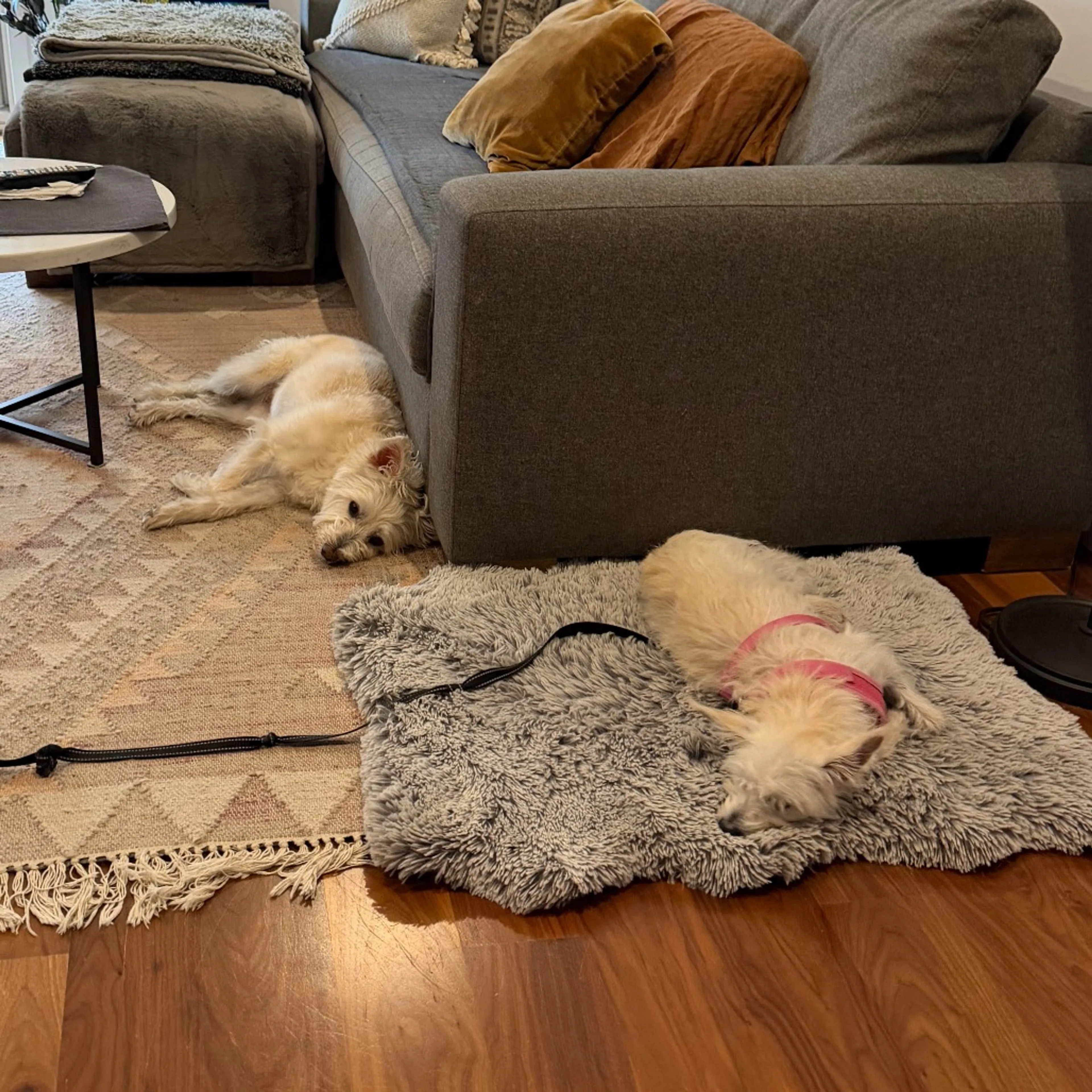 Found pet-32