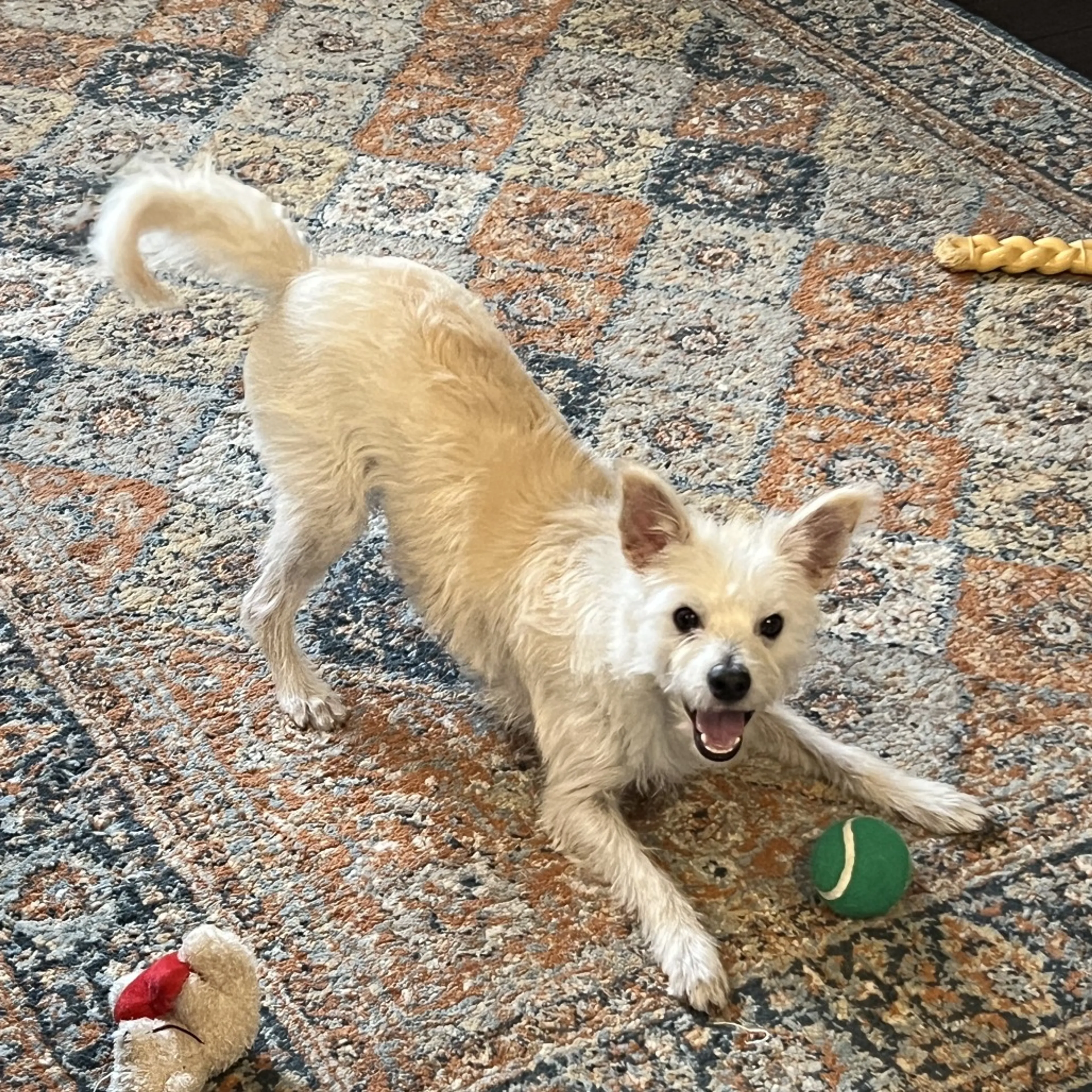 Found pet-2