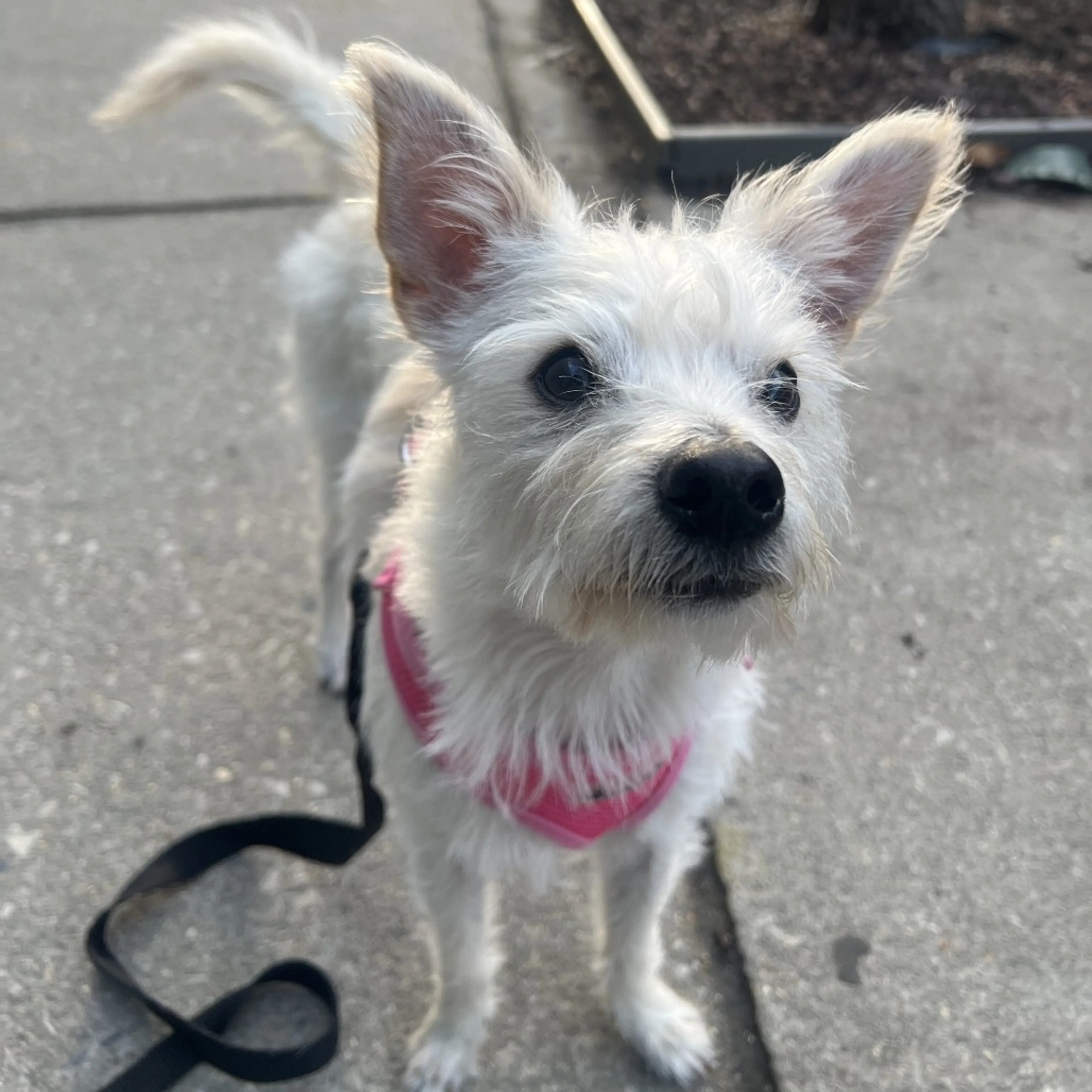 Found pet-7