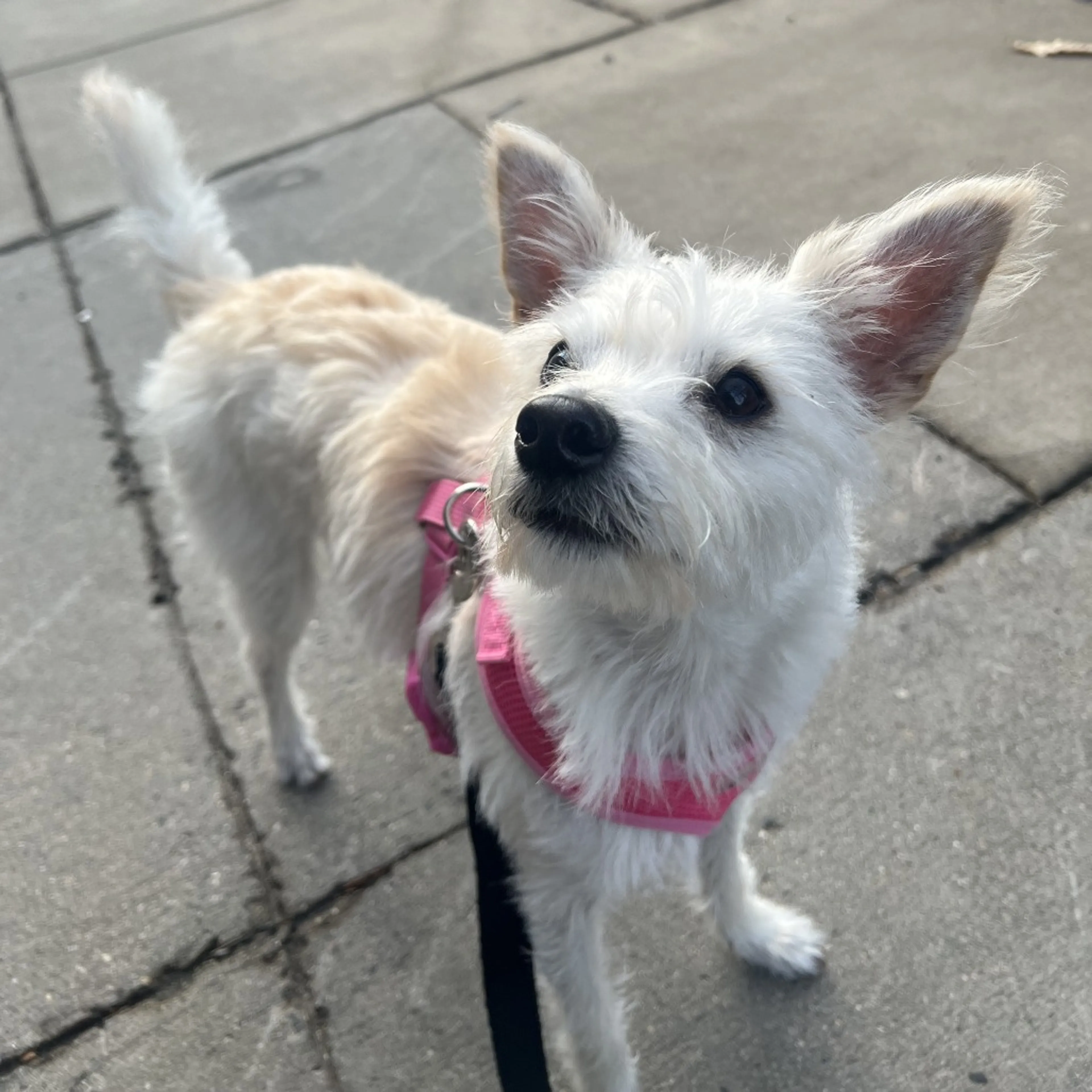 Found pet-11