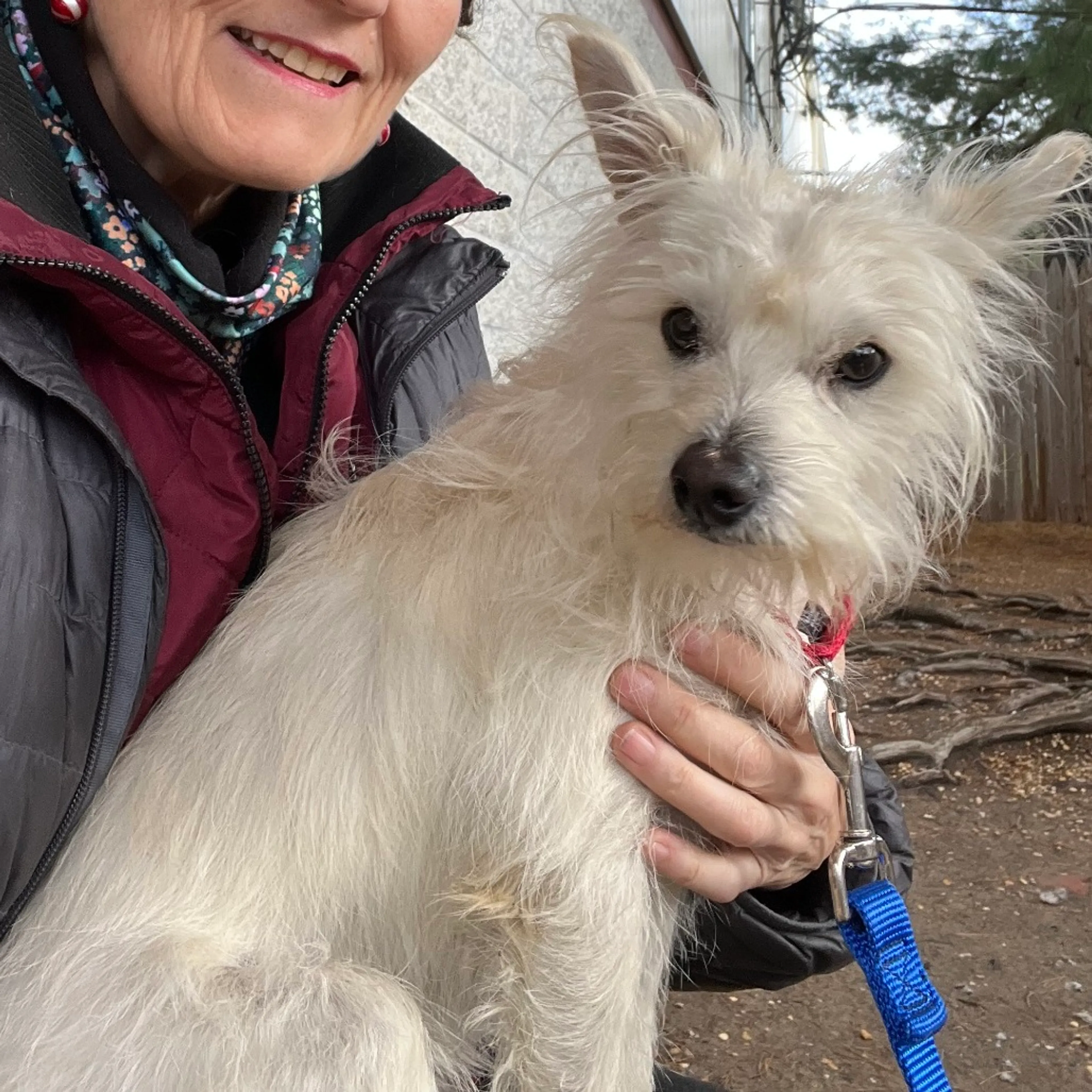 Found pet-23