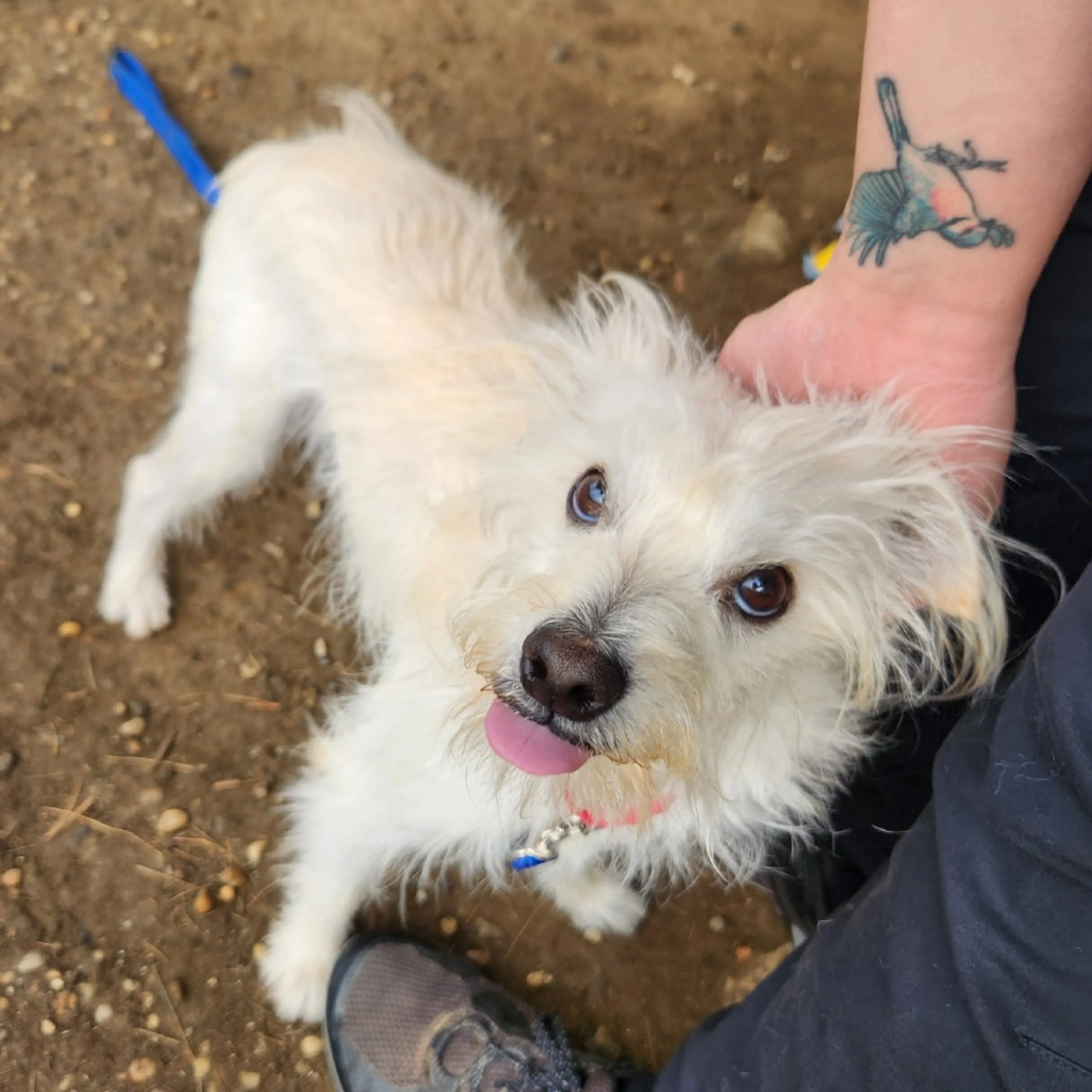 Found pet-22