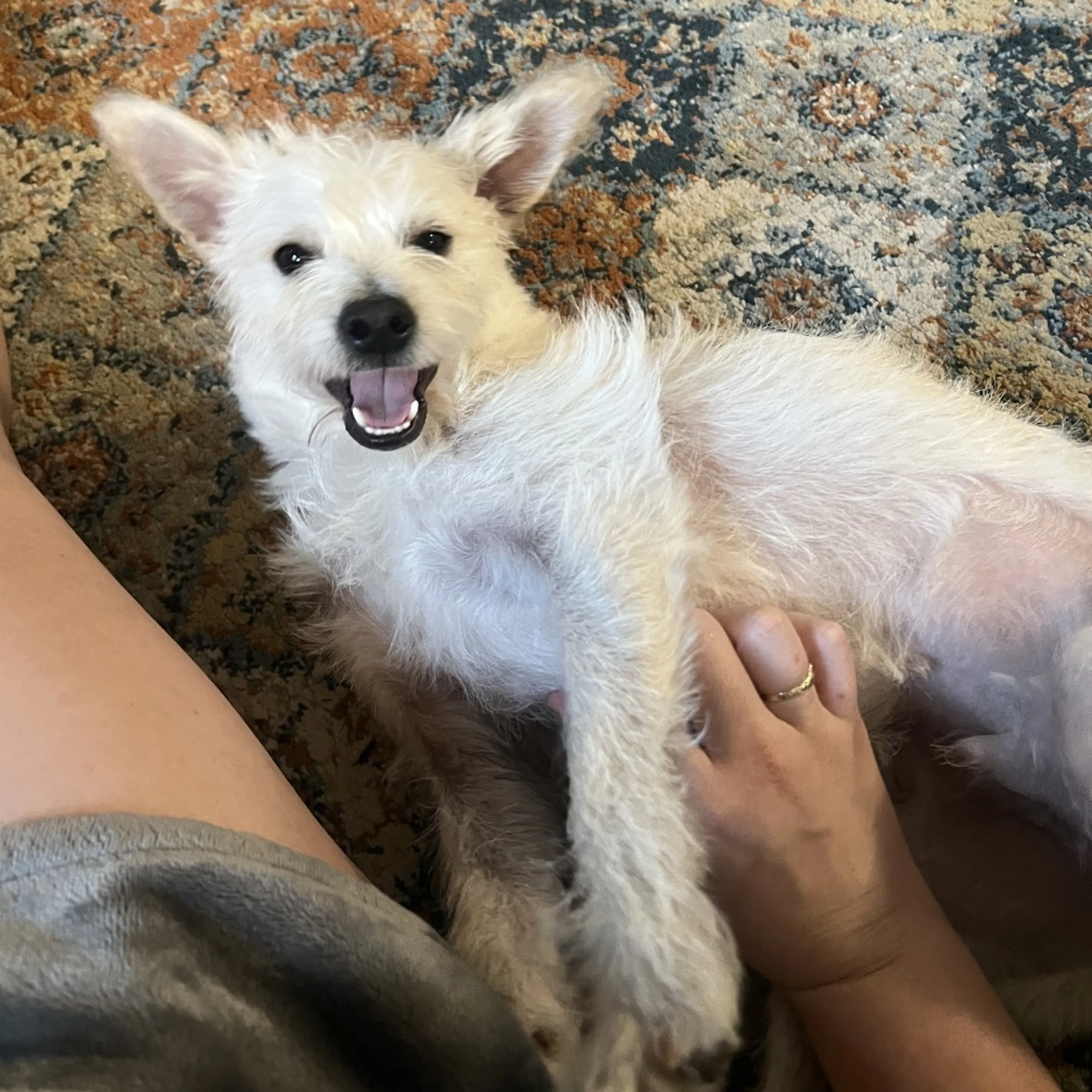 Found pet-4