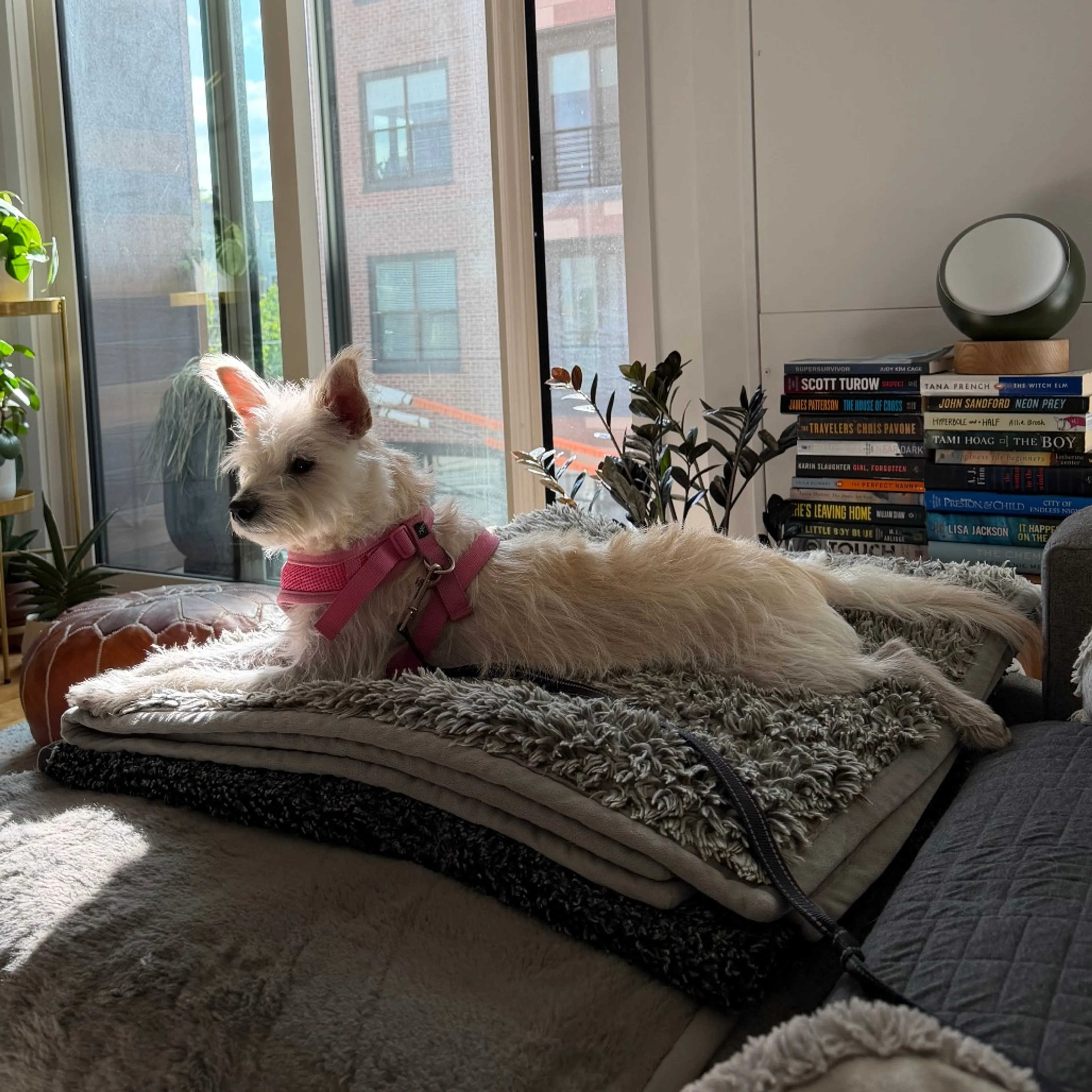 Found pet-31