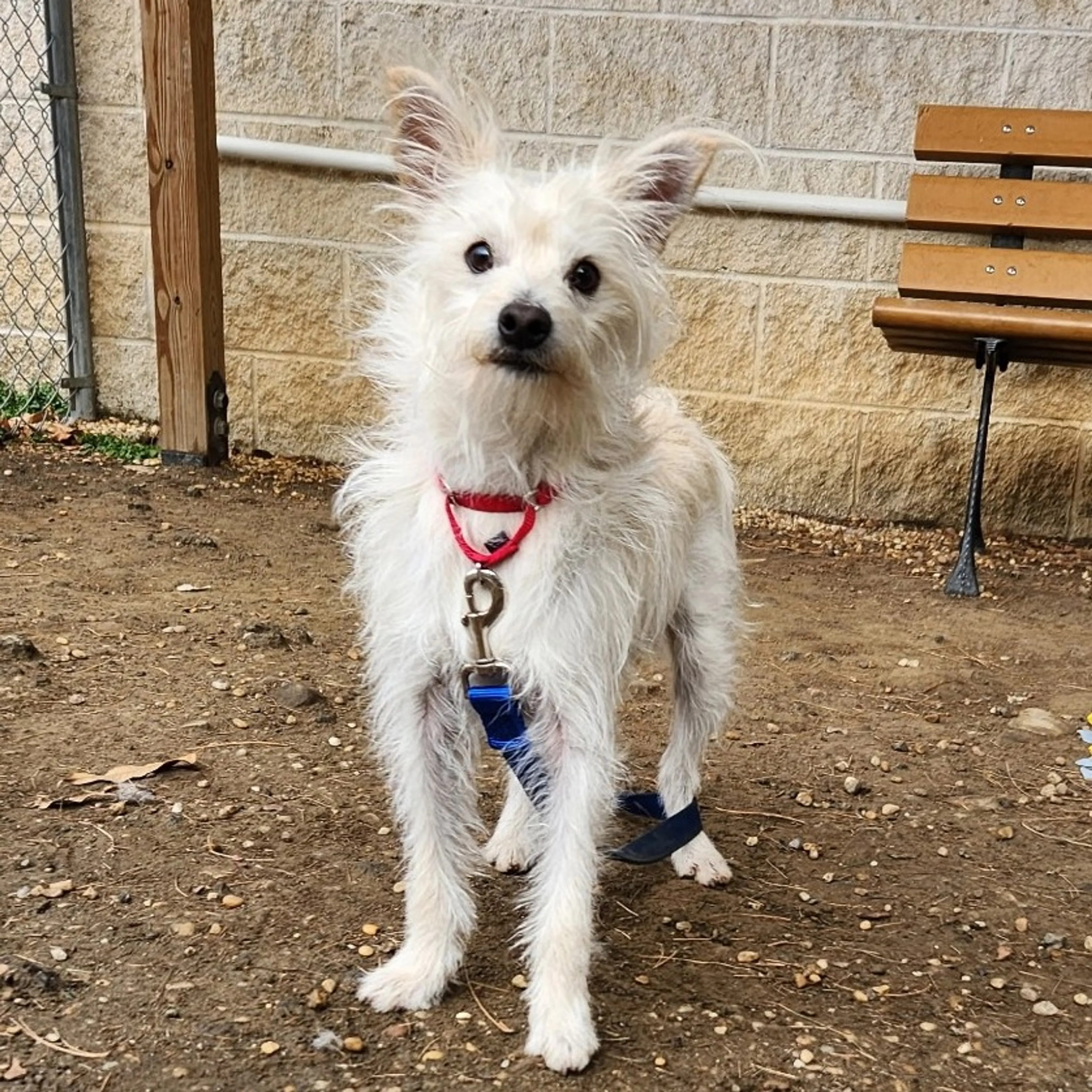 Found pet-24