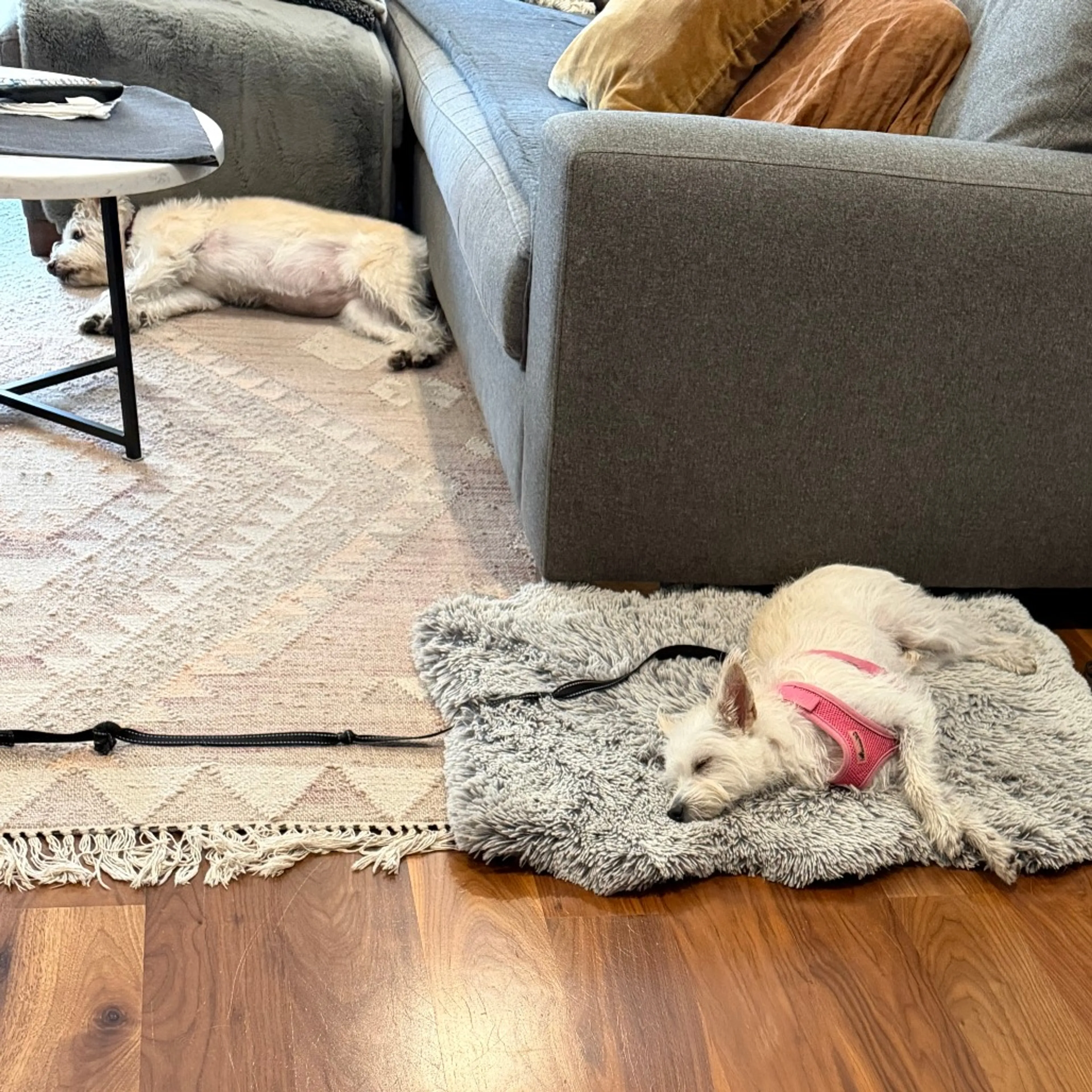 Found pet-28