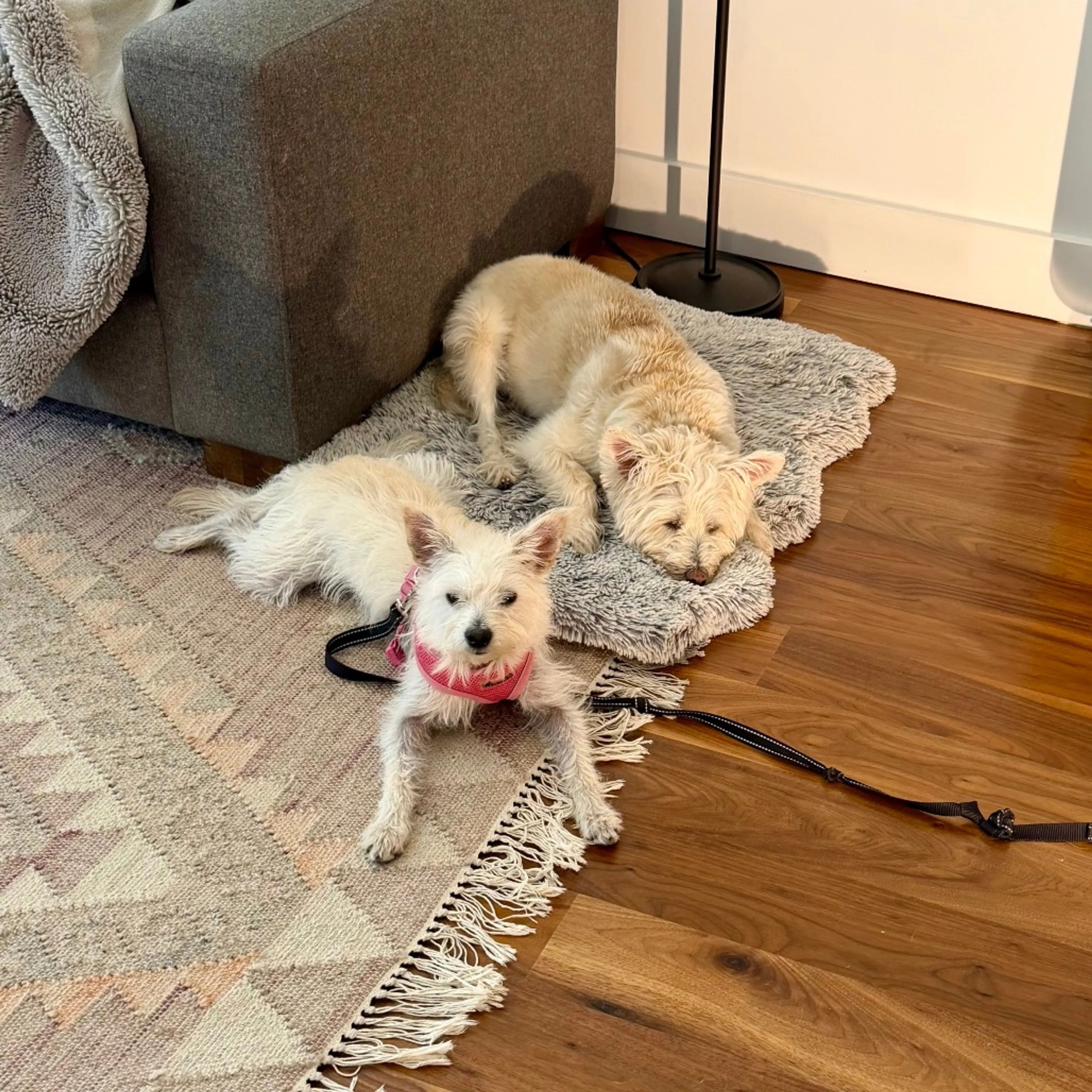 Found pet-33