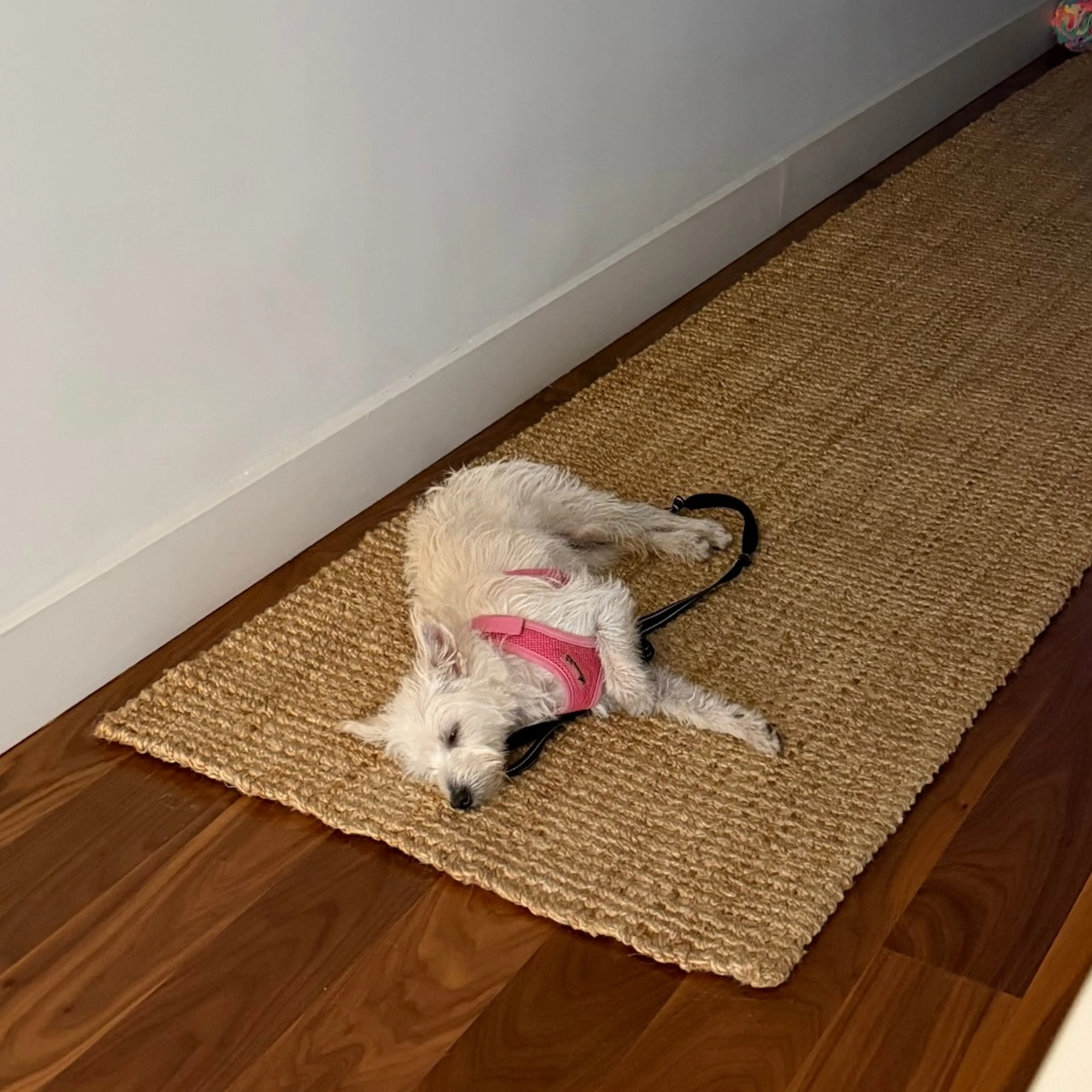 Found pet-27