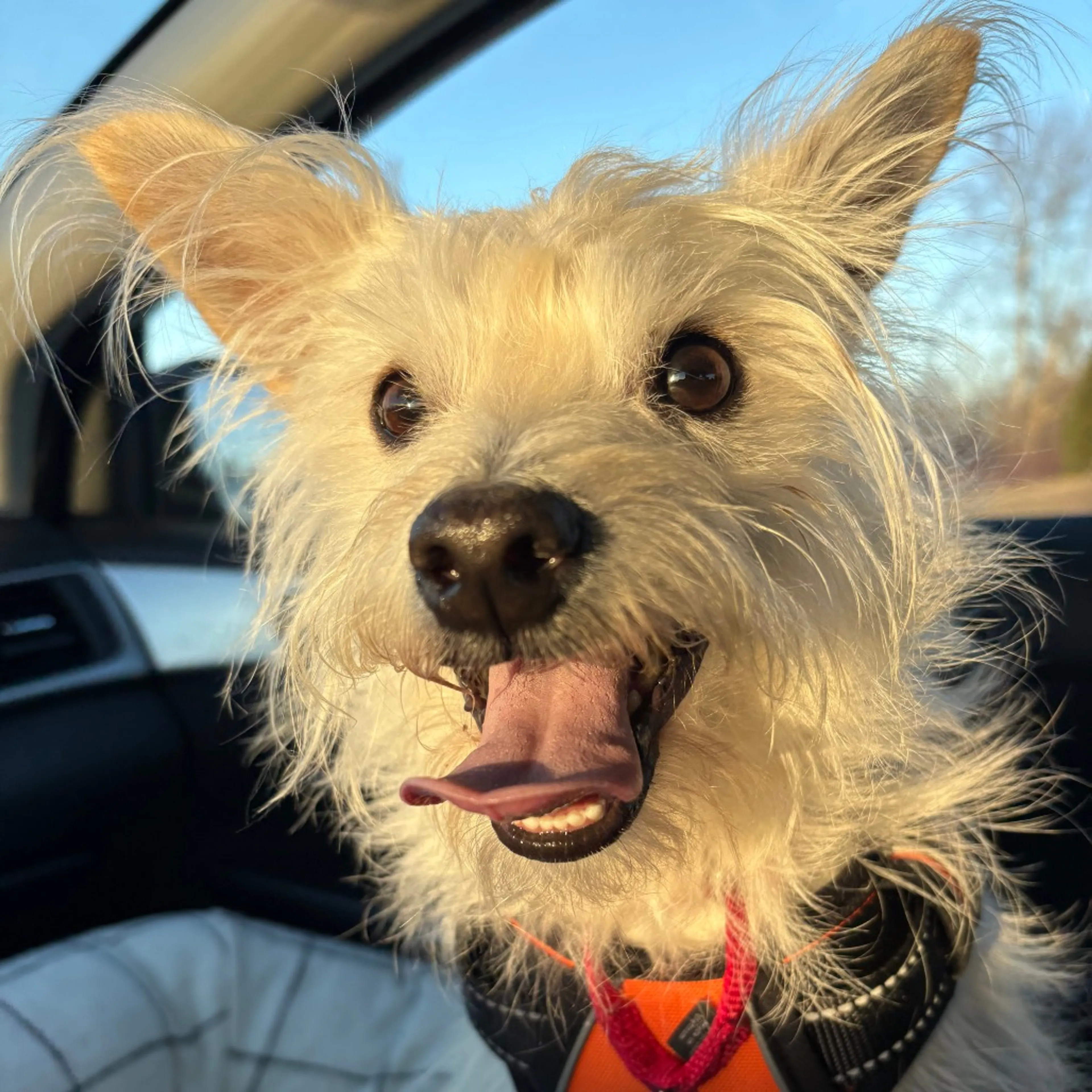 Found pet-17