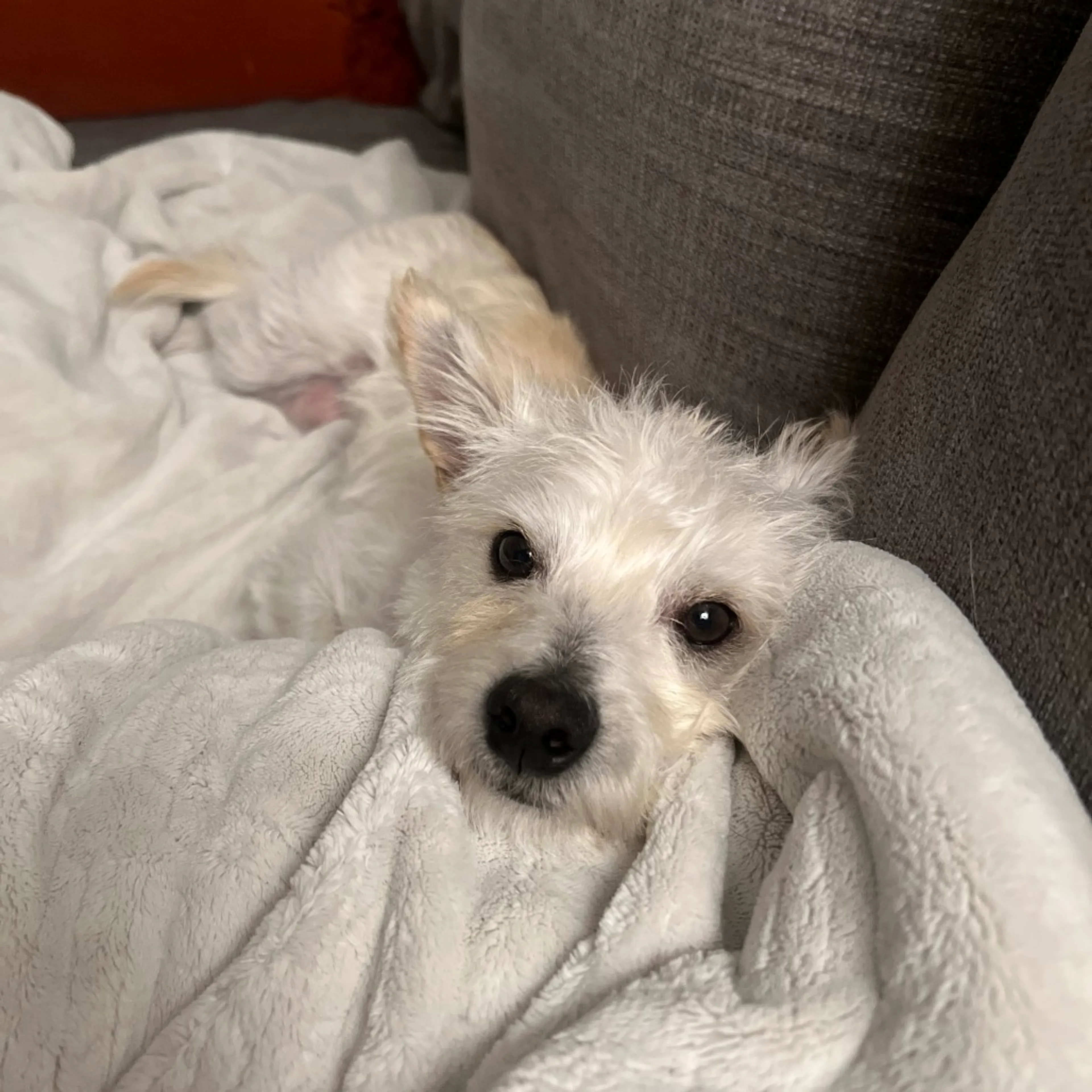 Found pet-14