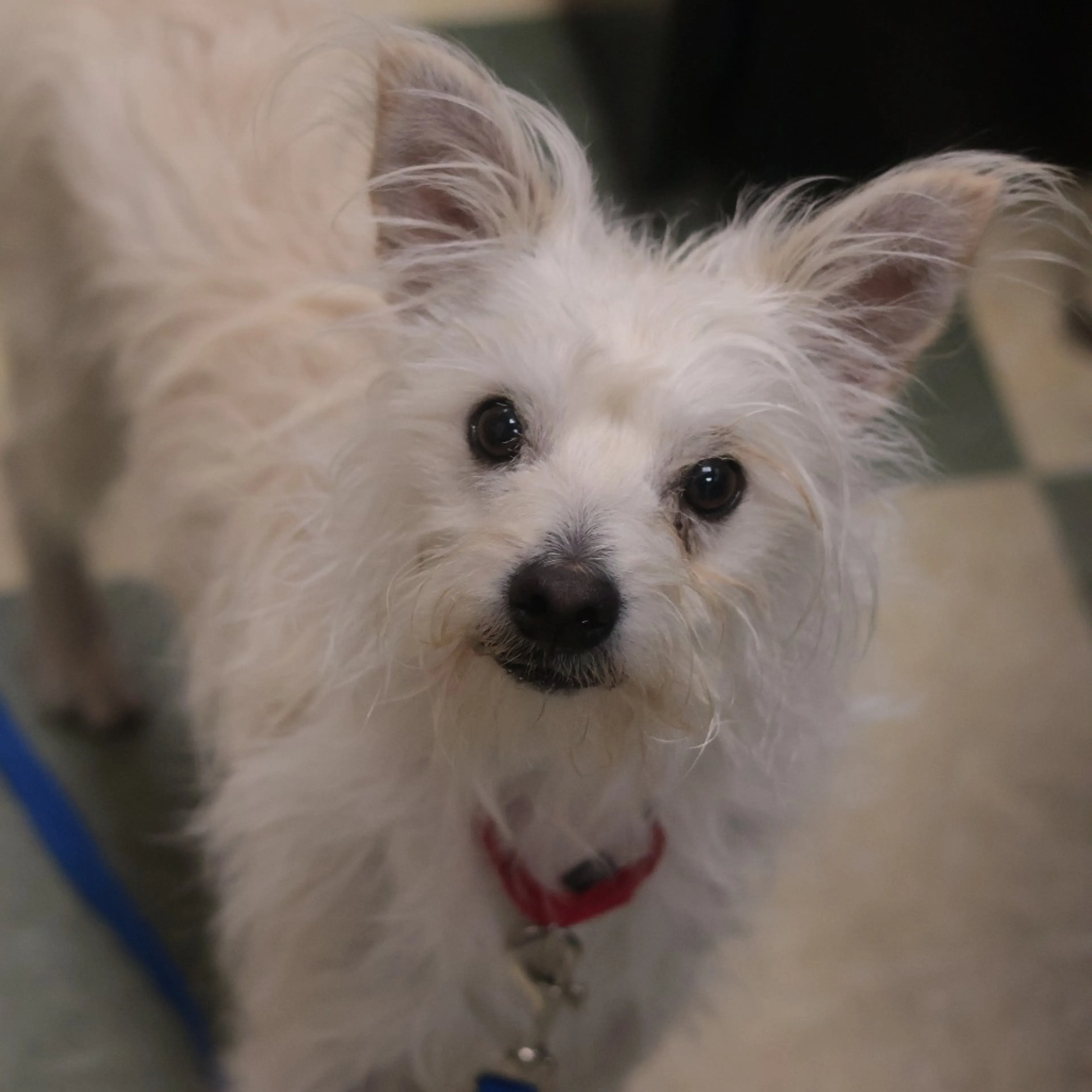 Found pet-20