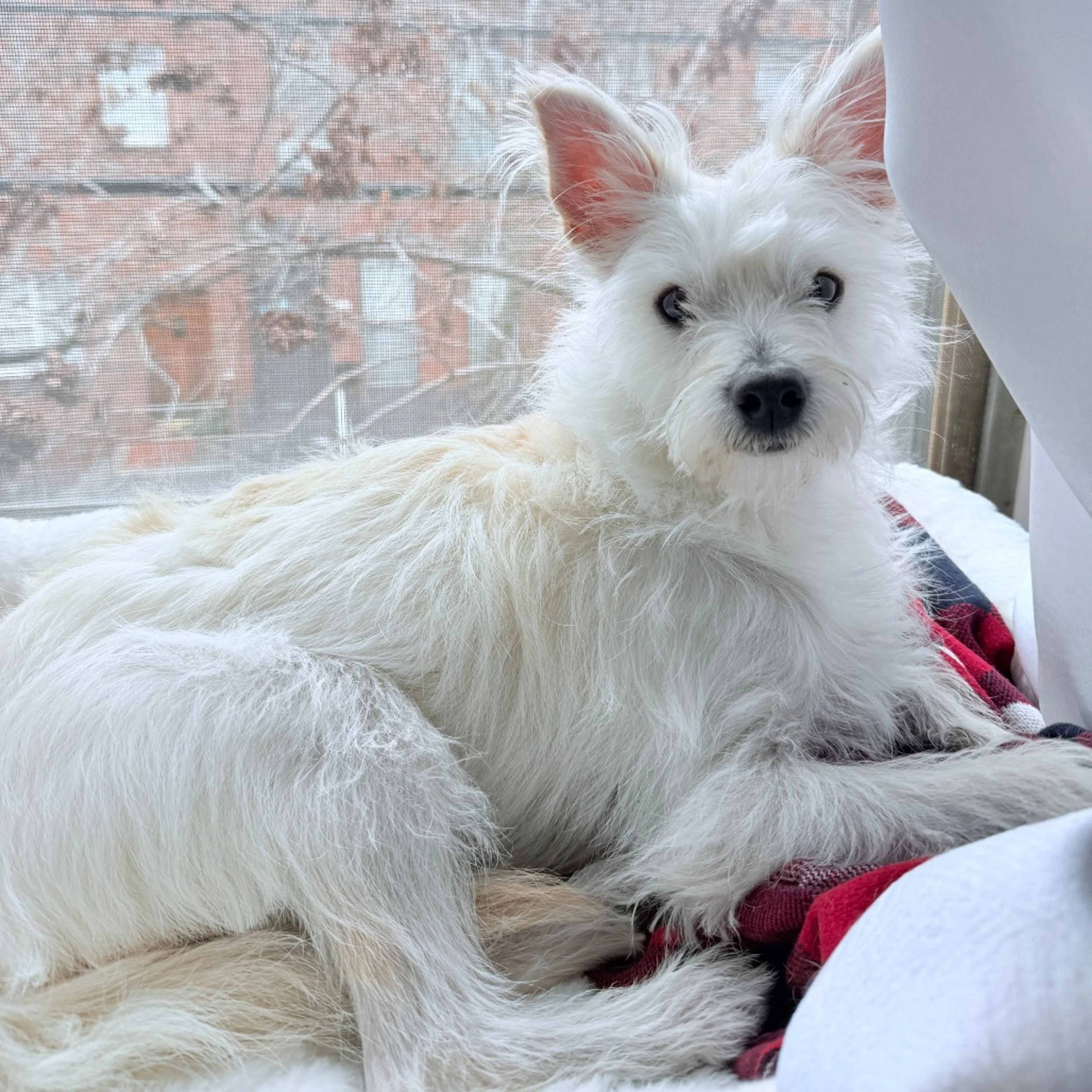Found pet-5