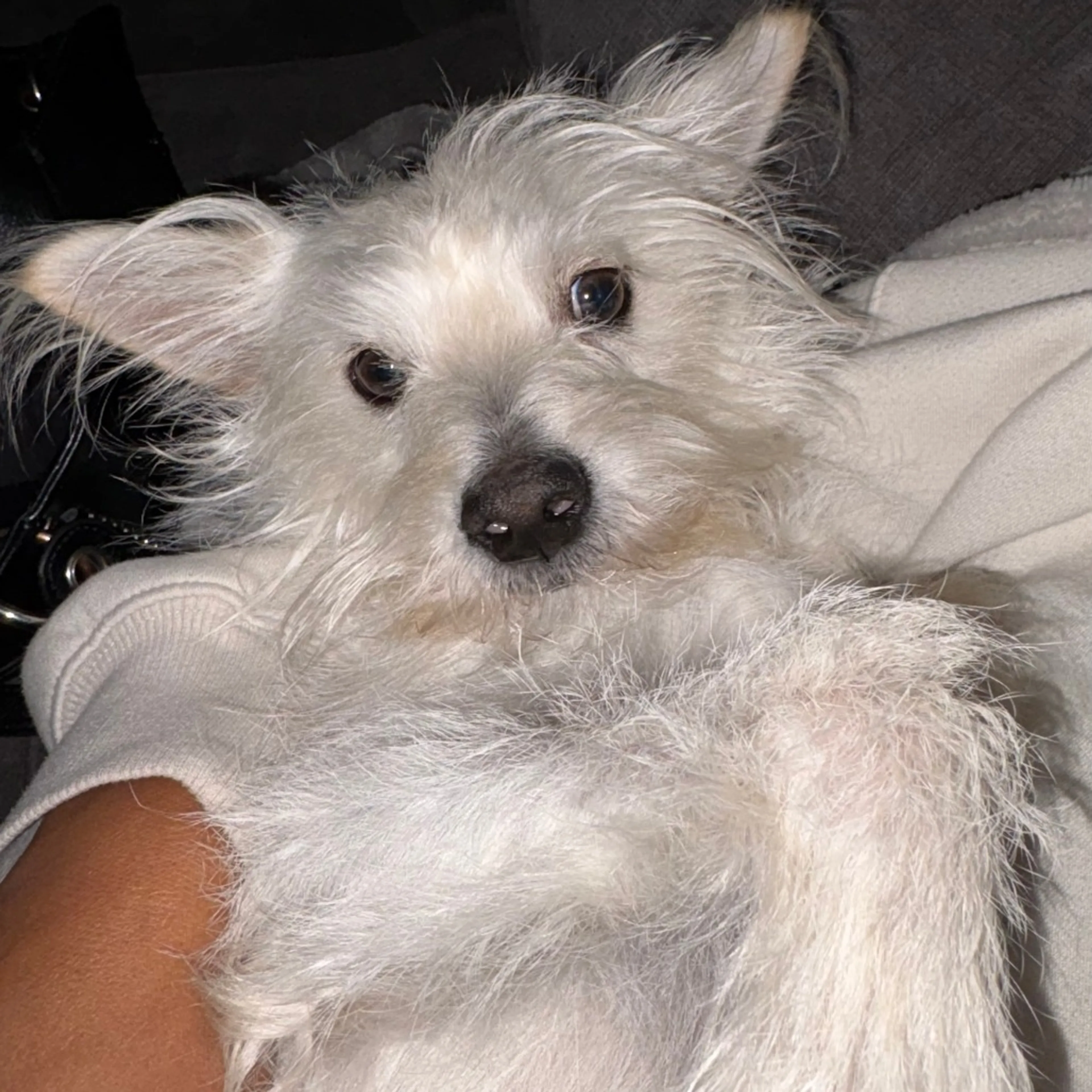Found pet-21