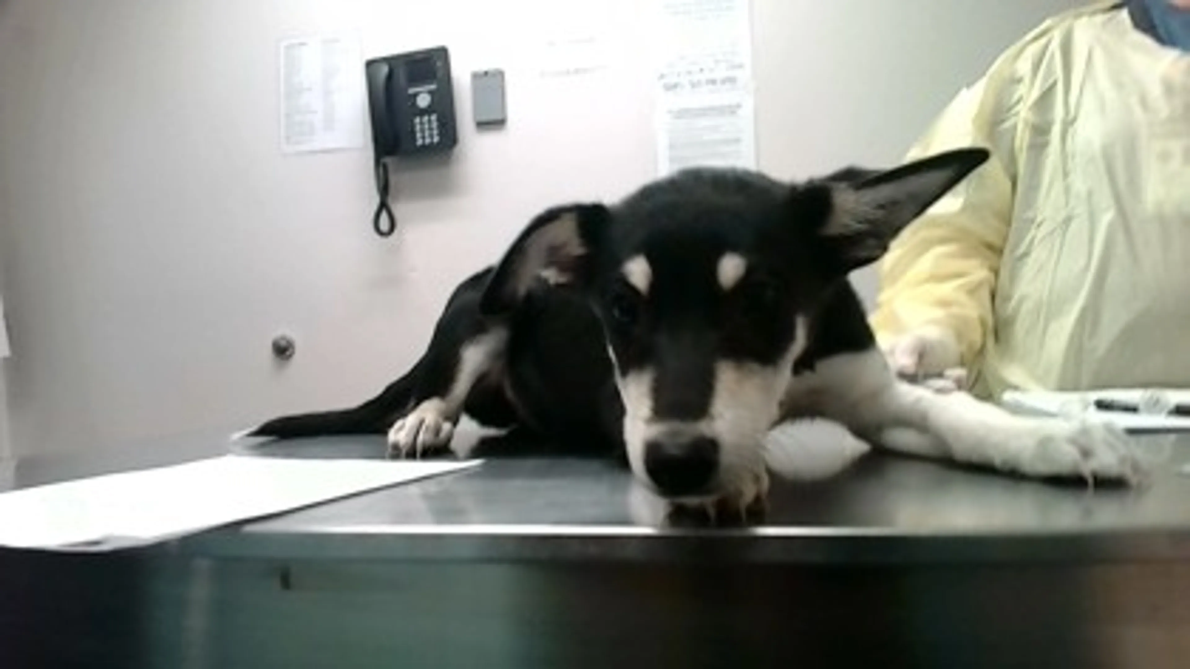 Found pet-1