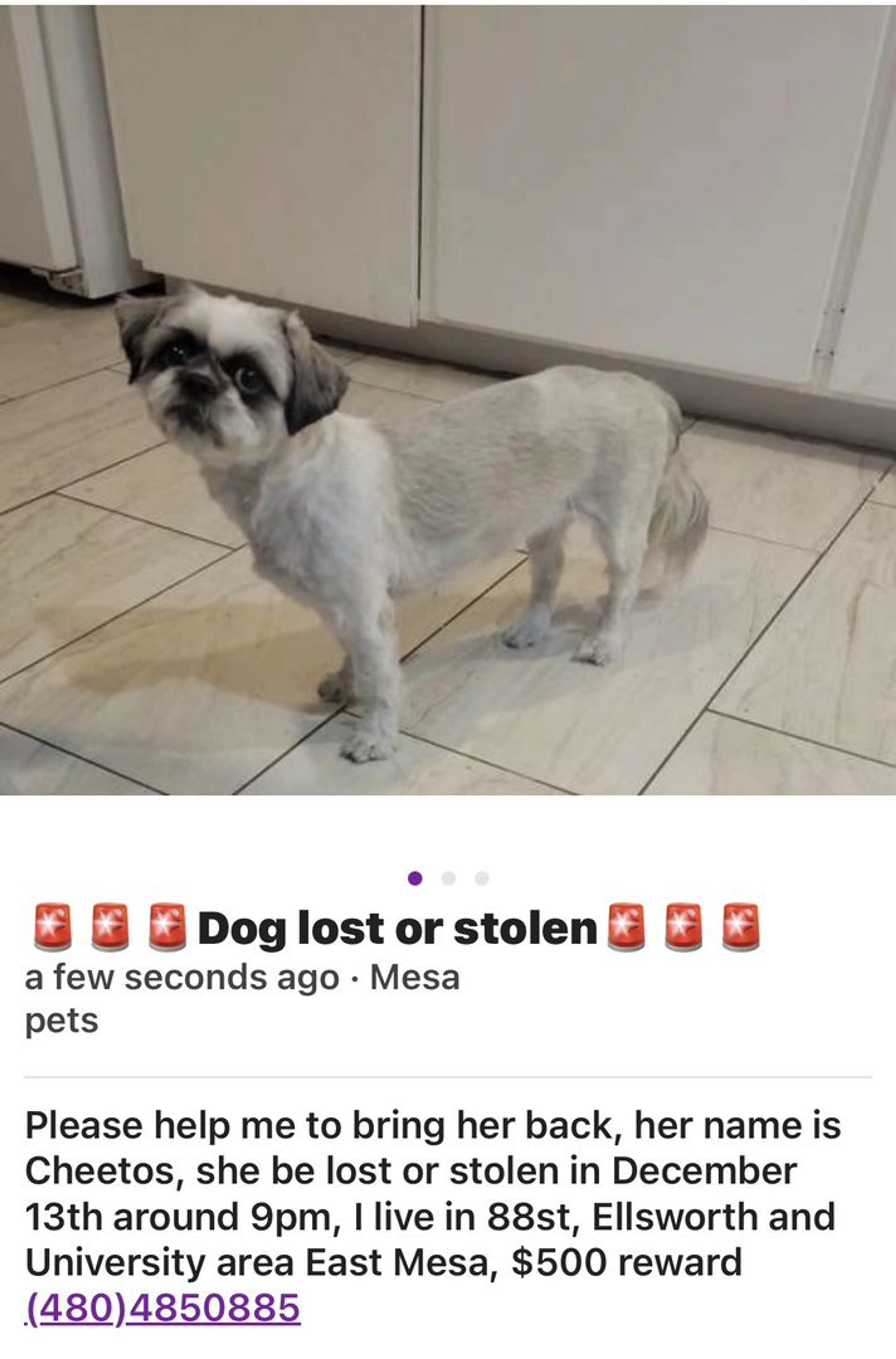 Lost pet-0