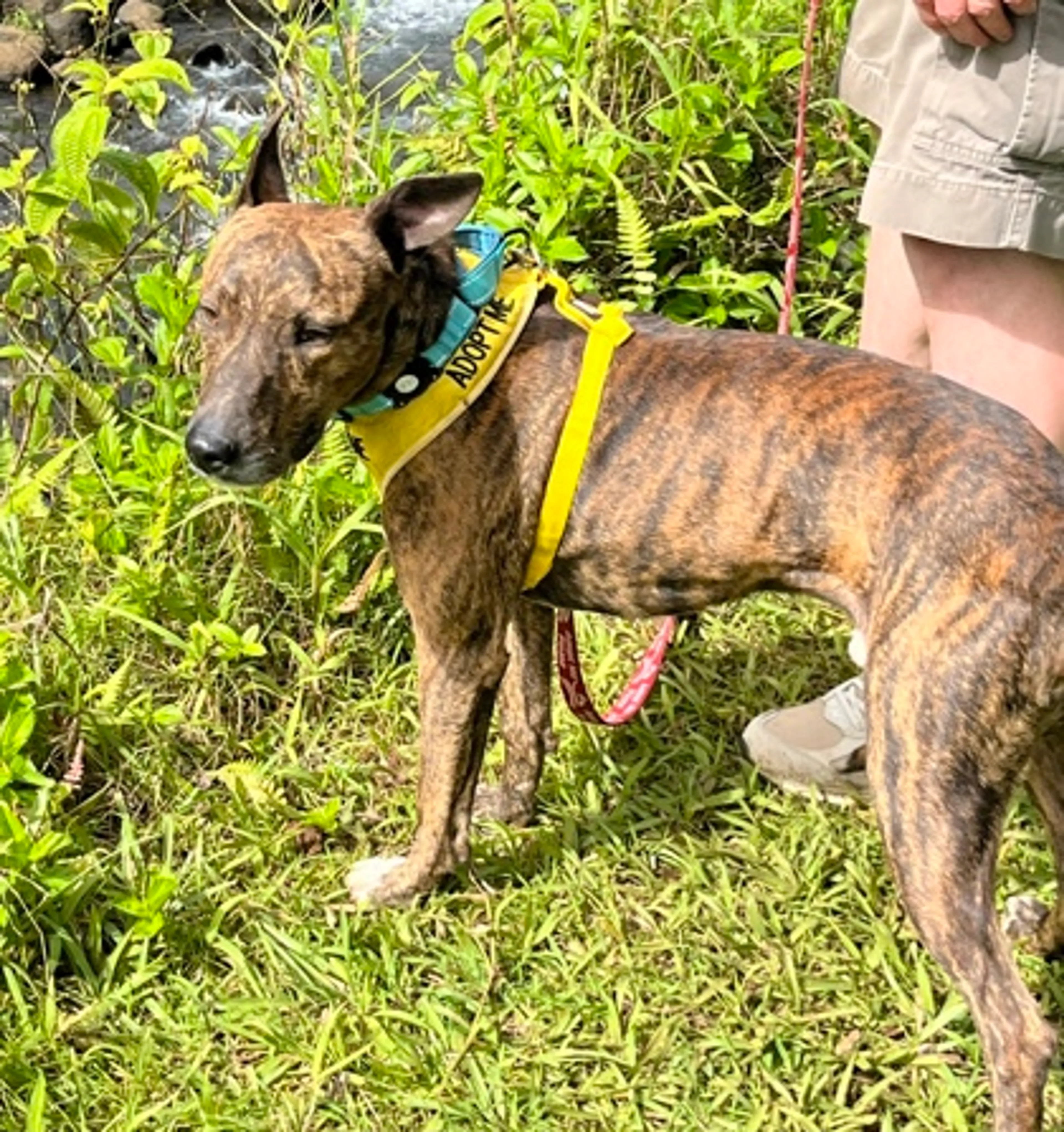 Found pet-2