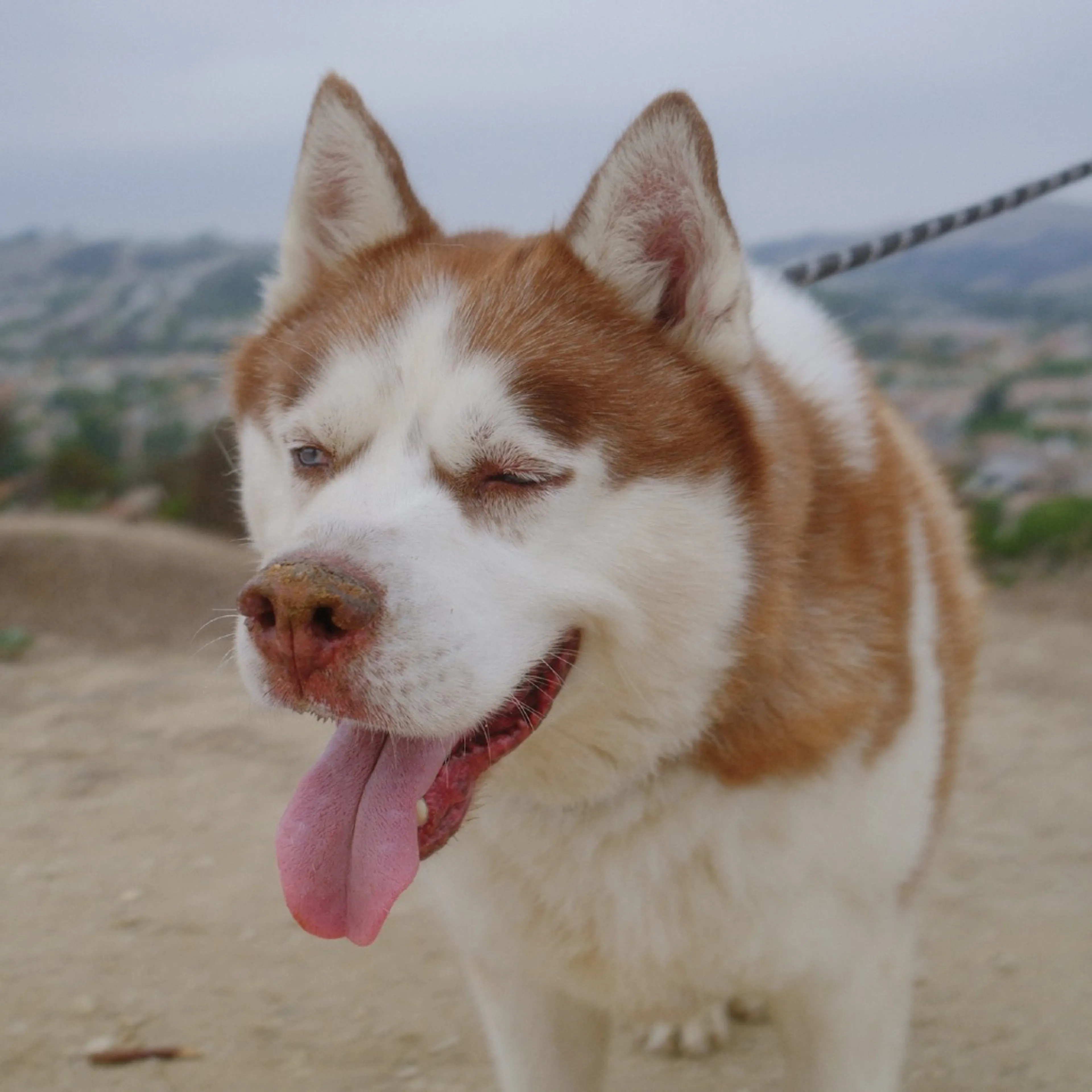 cdn image