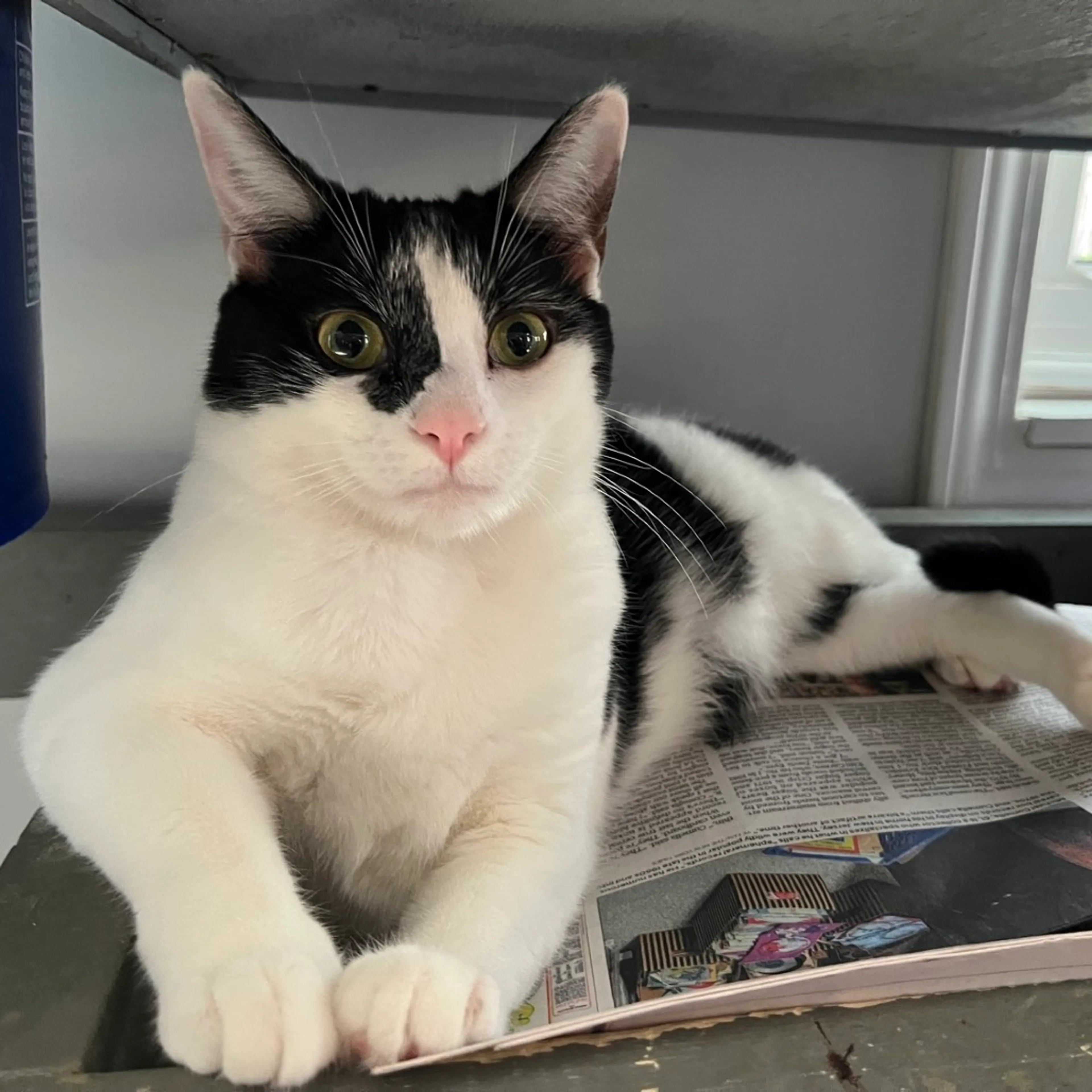 Found pet-4