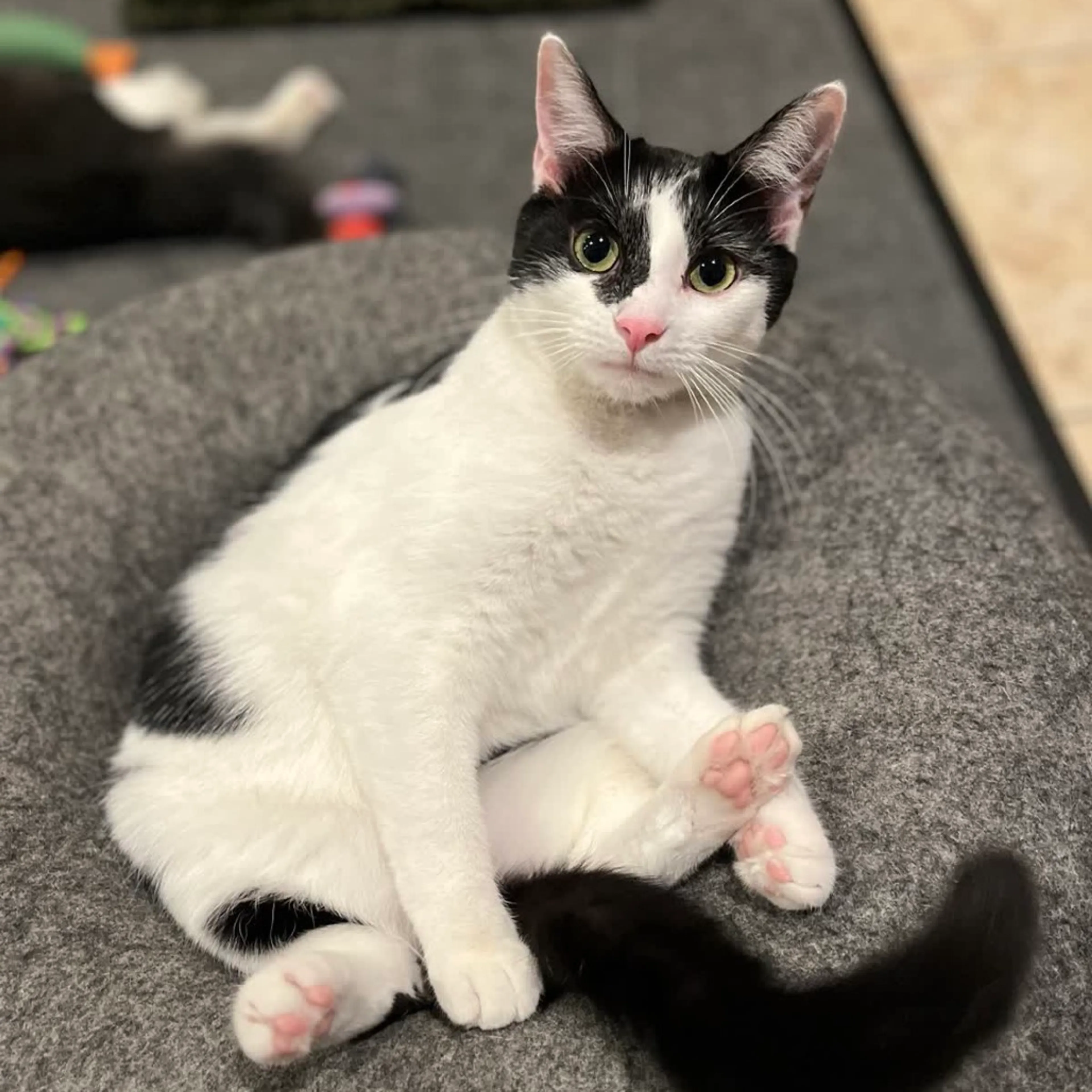 Found pet-3