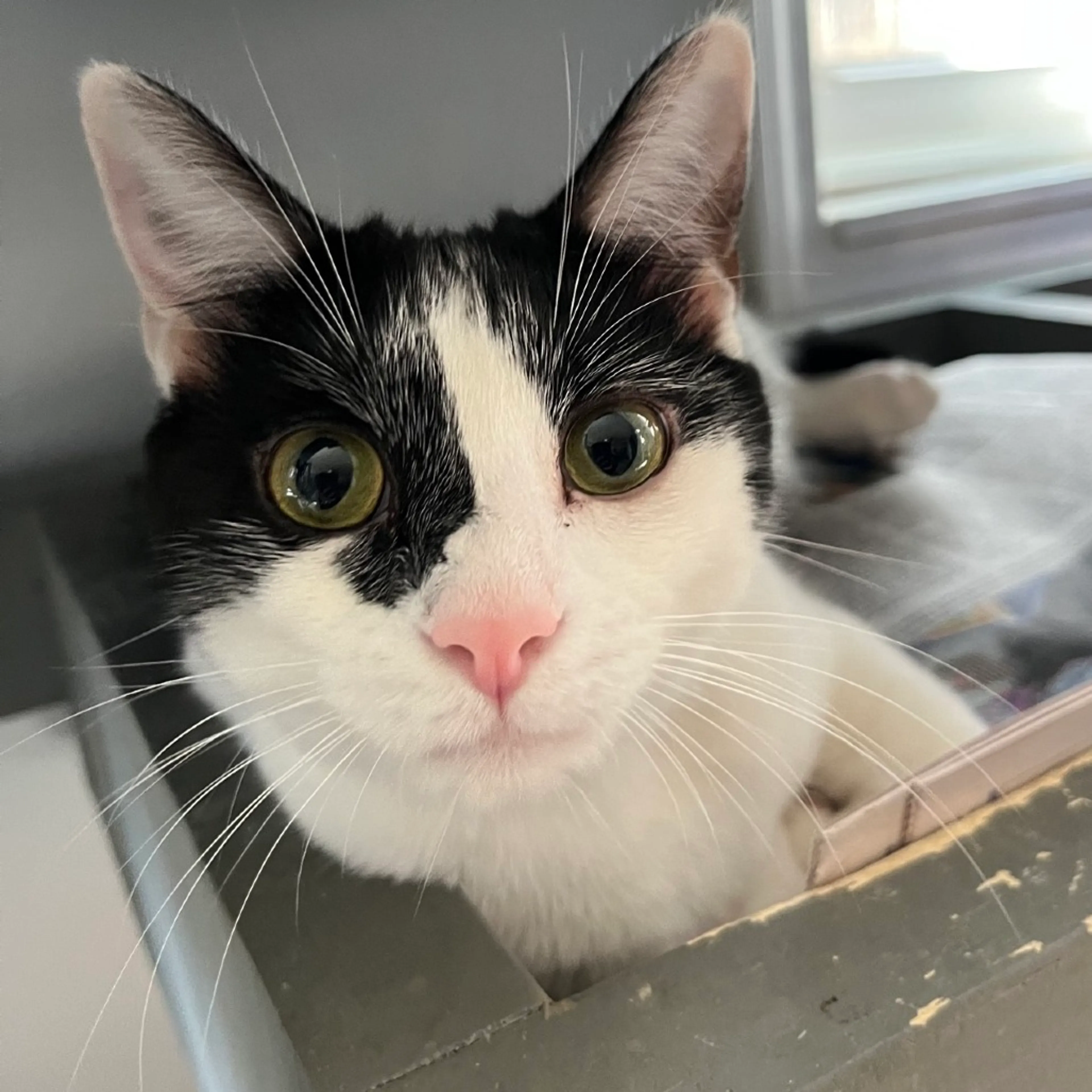 Found pet-1