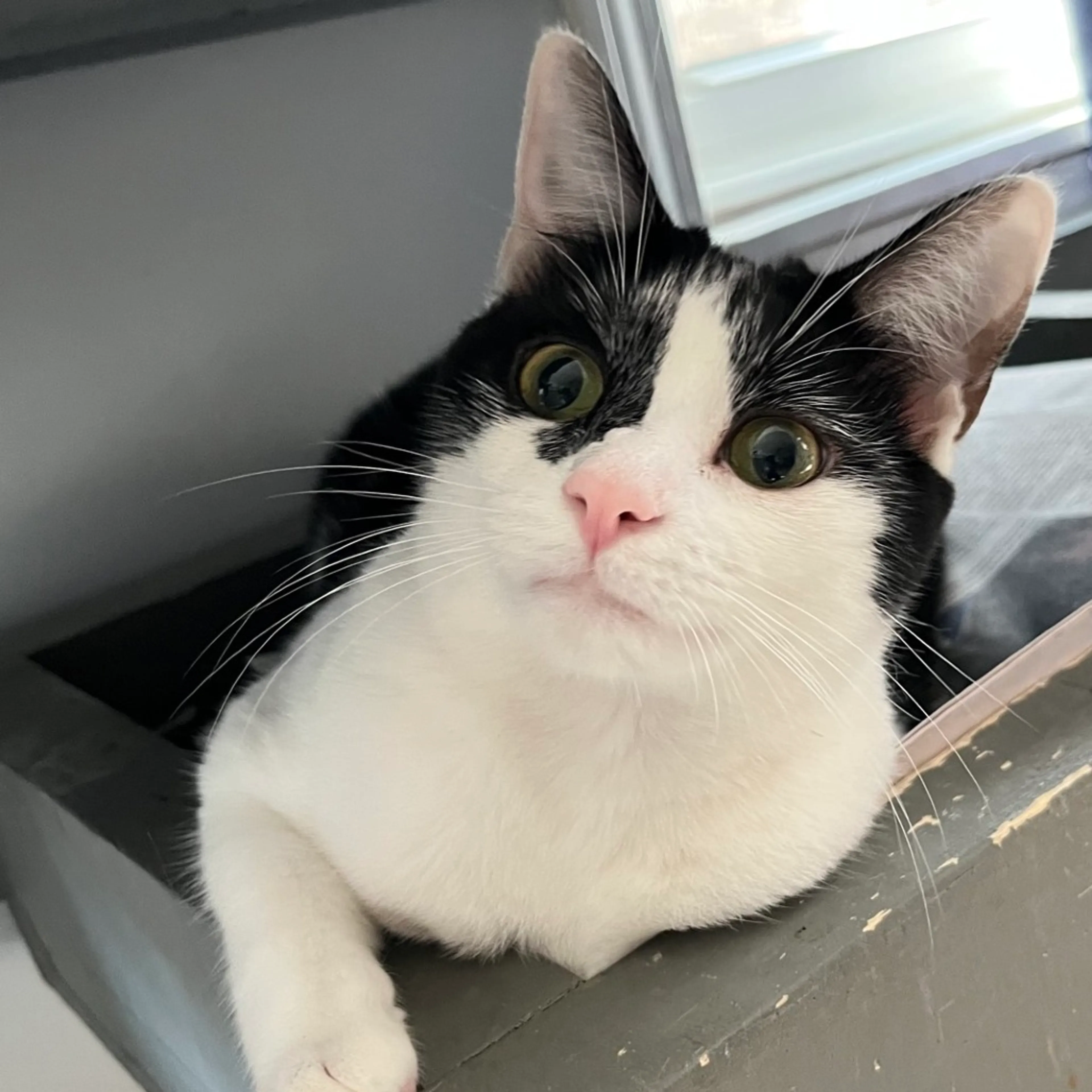 Found pet-5