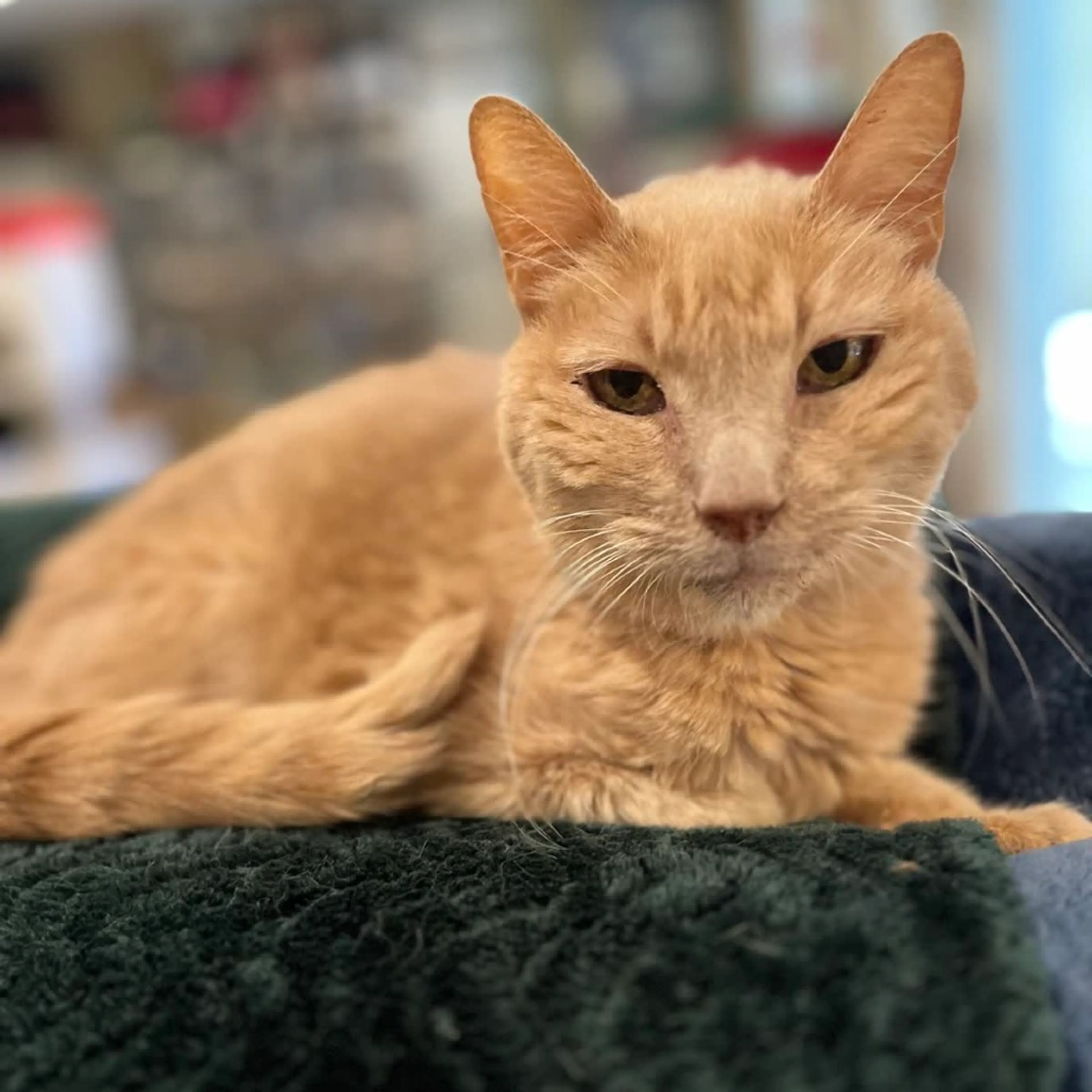 Found pet-1