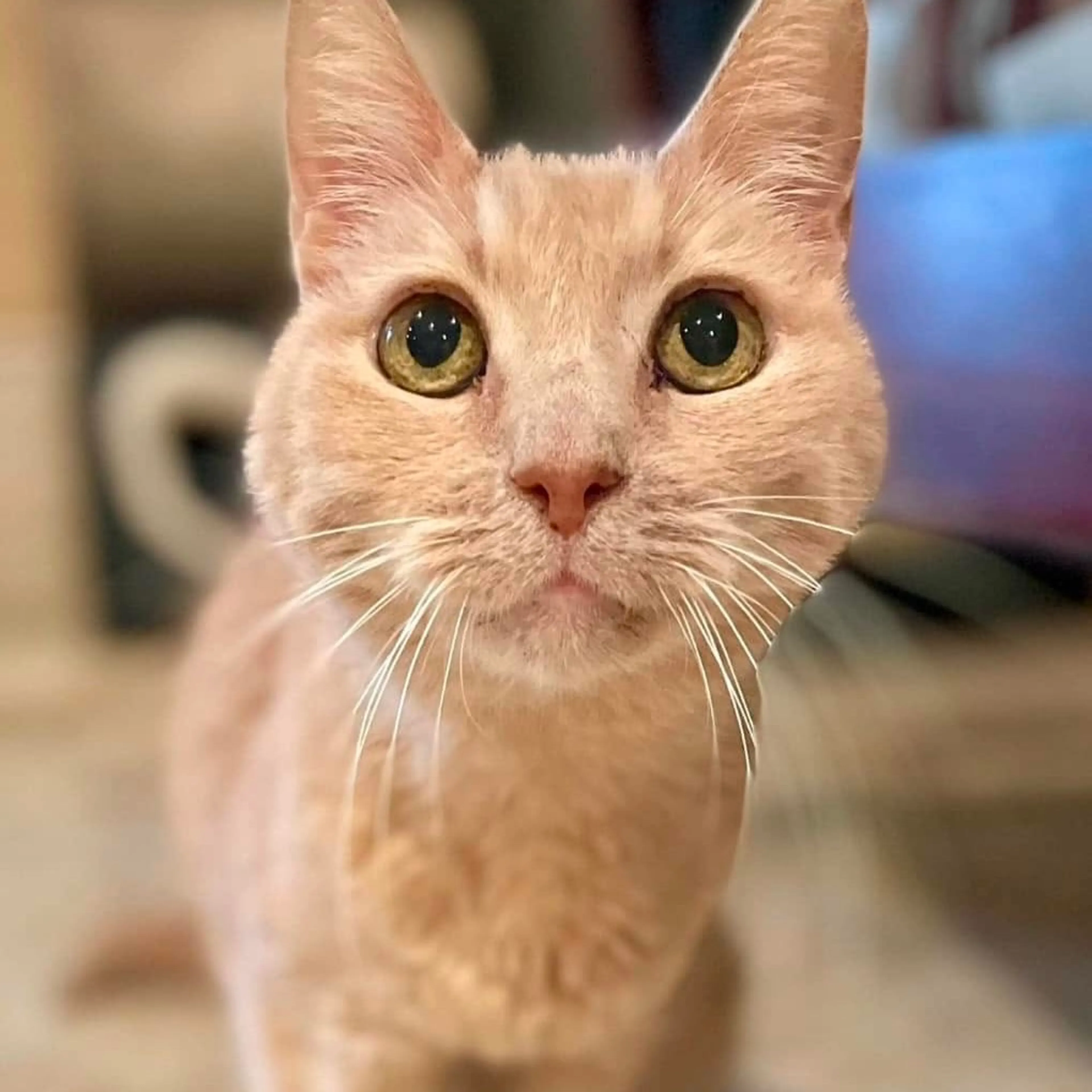 Found pet-0
