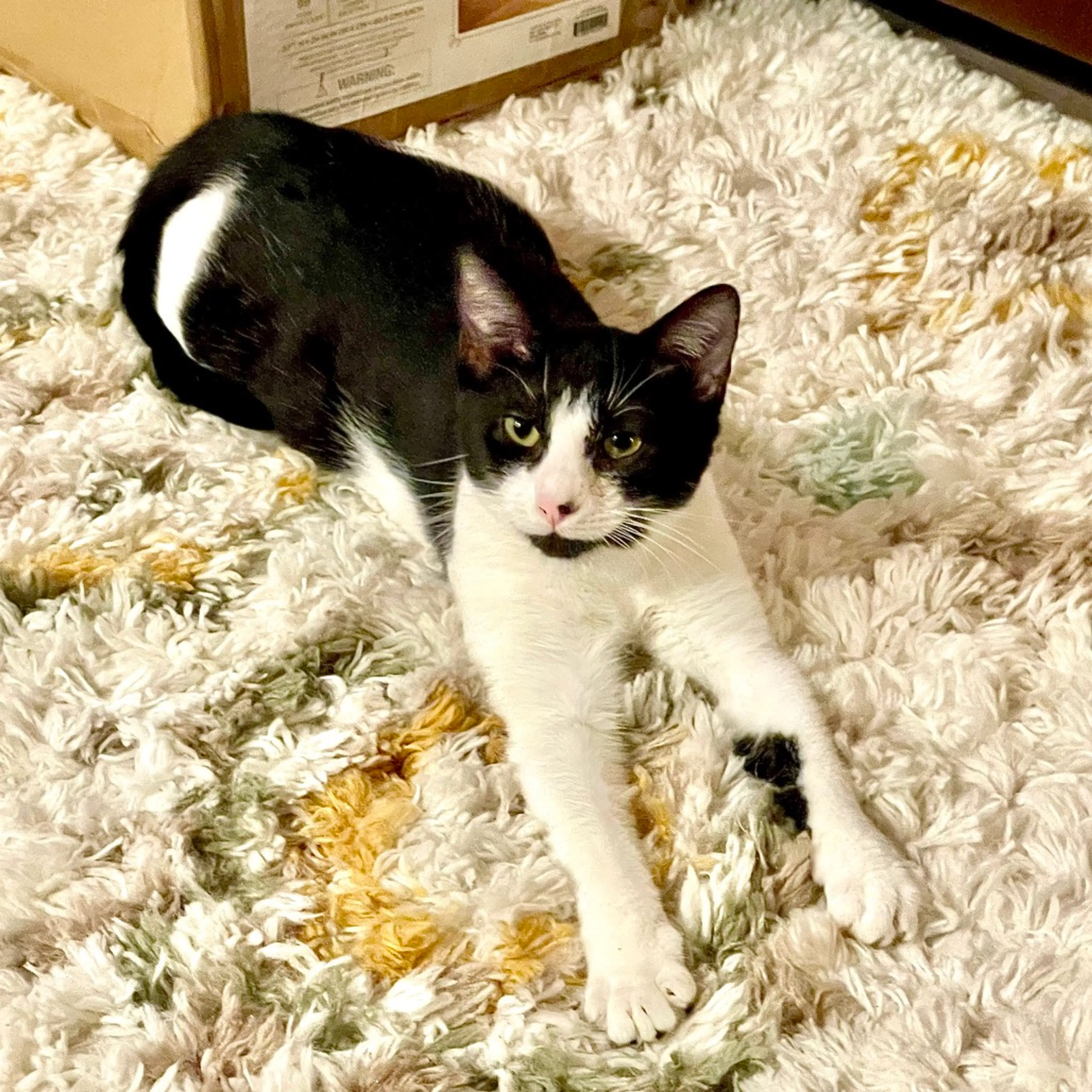 Found pet-0