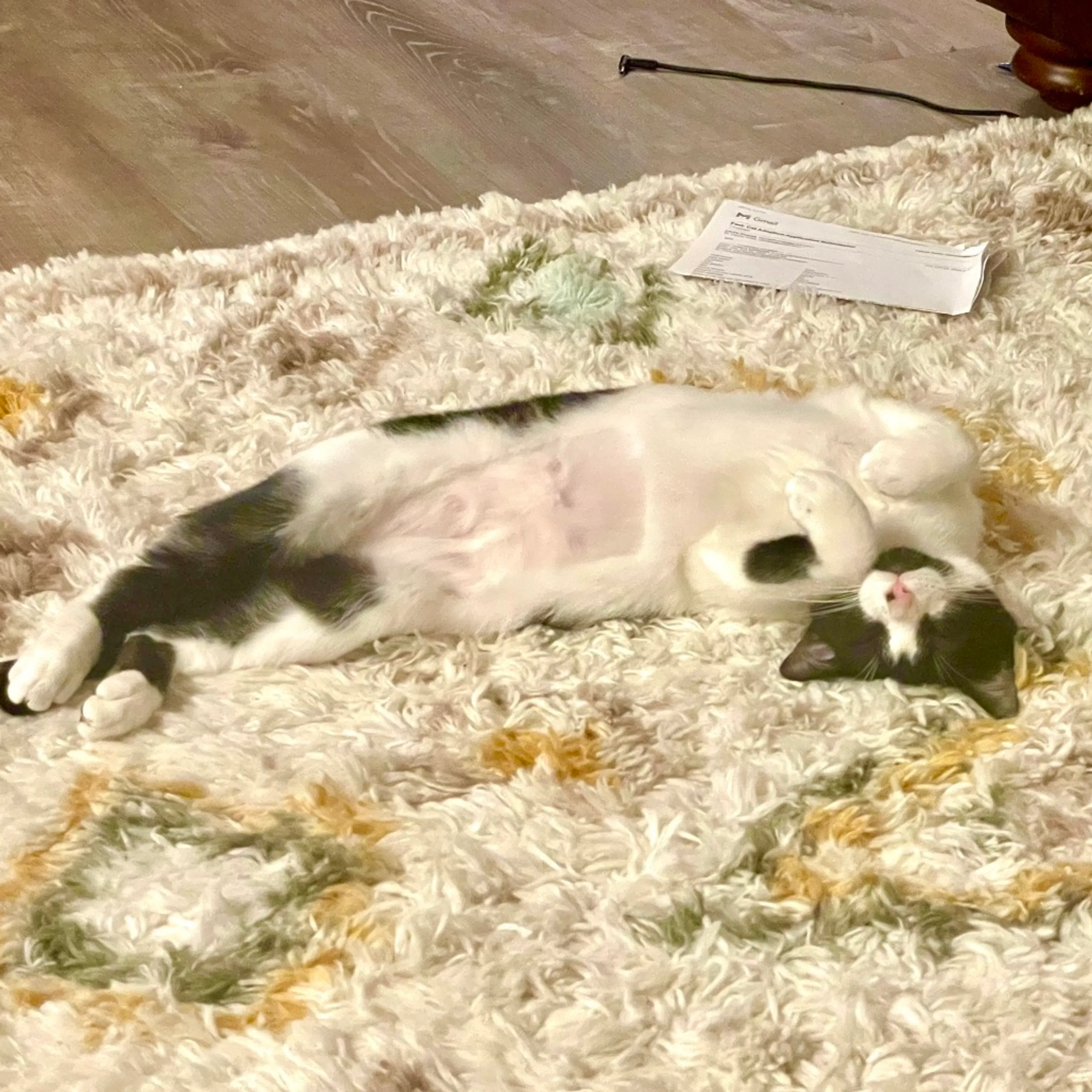 Found pet-3