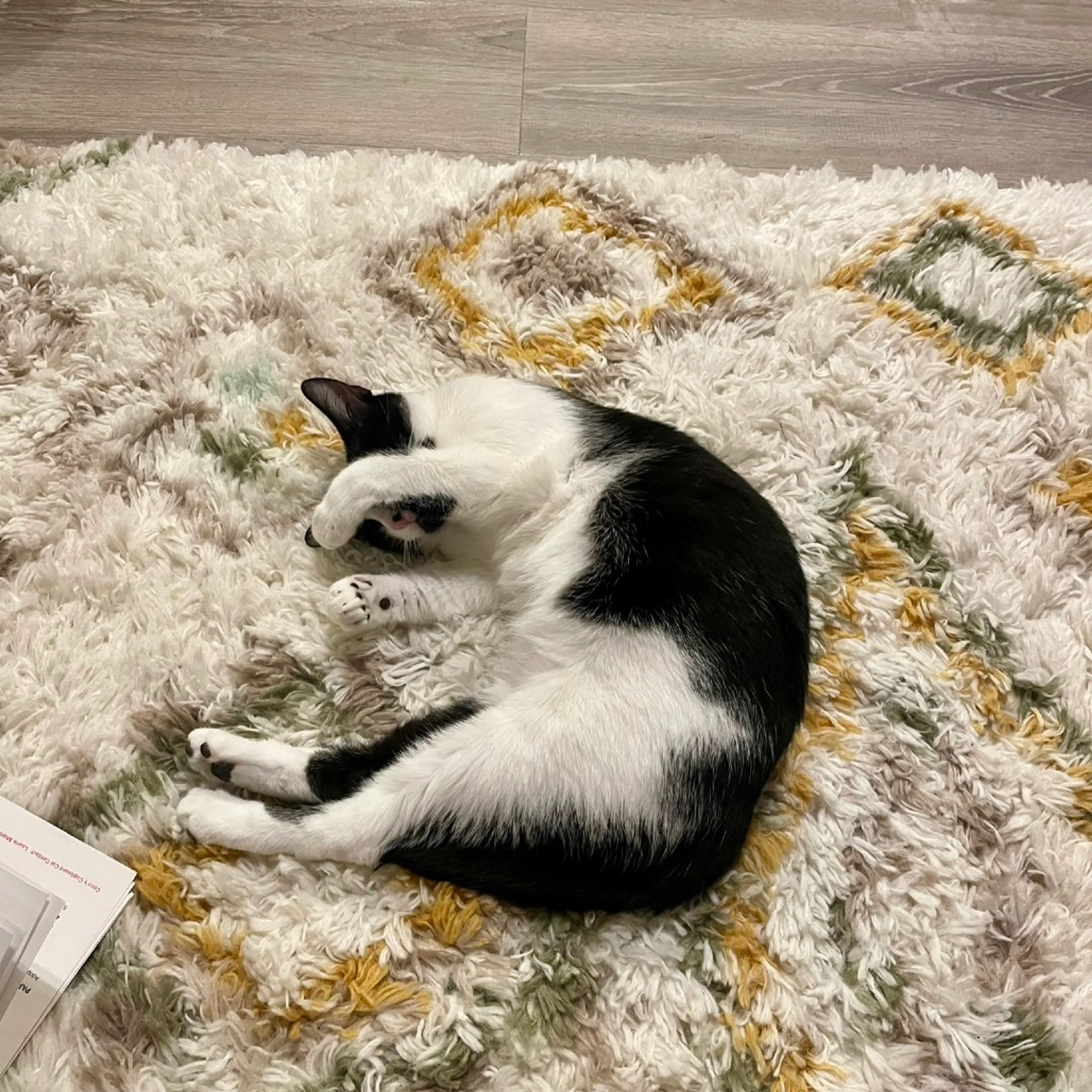 Found pet-2