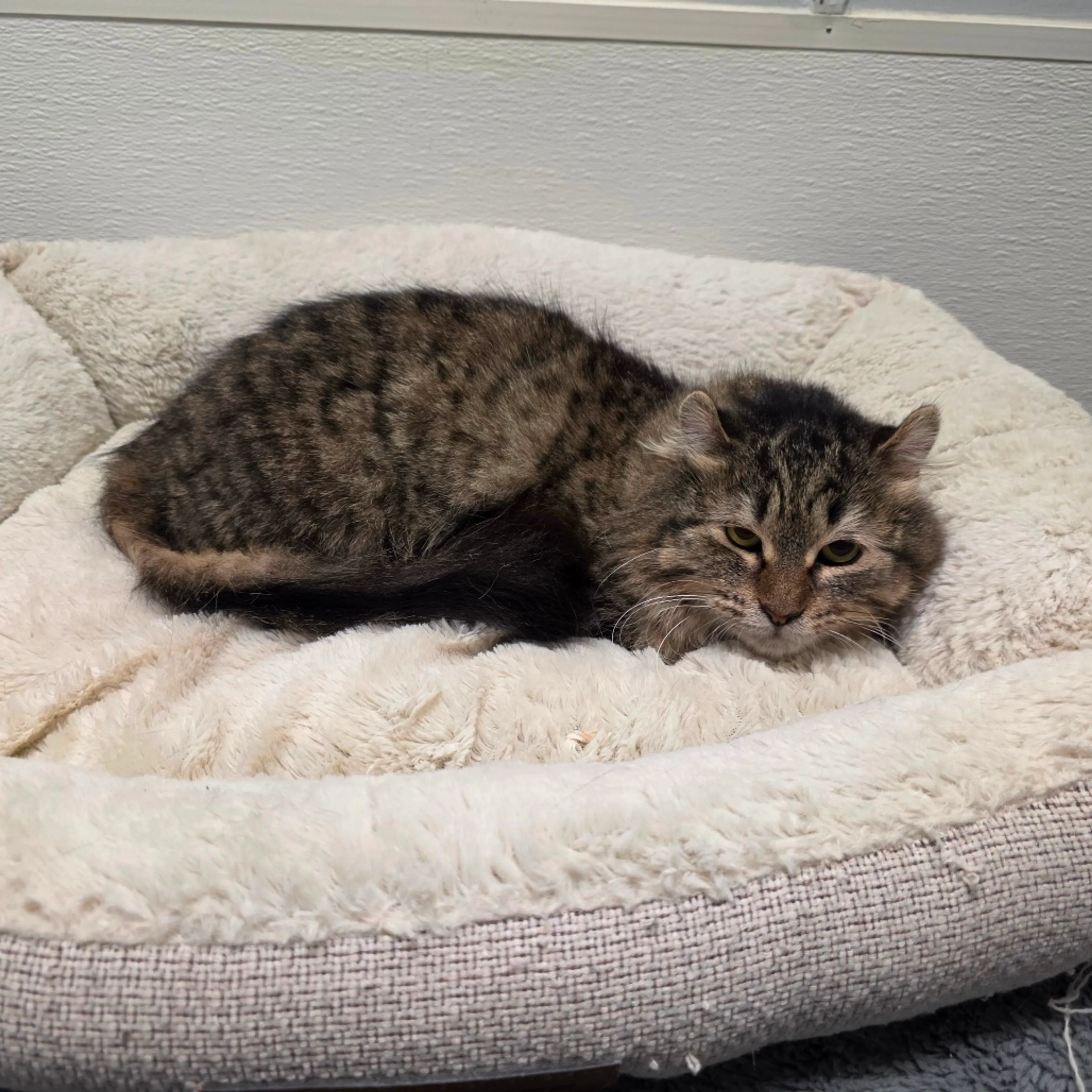 Found pet-3