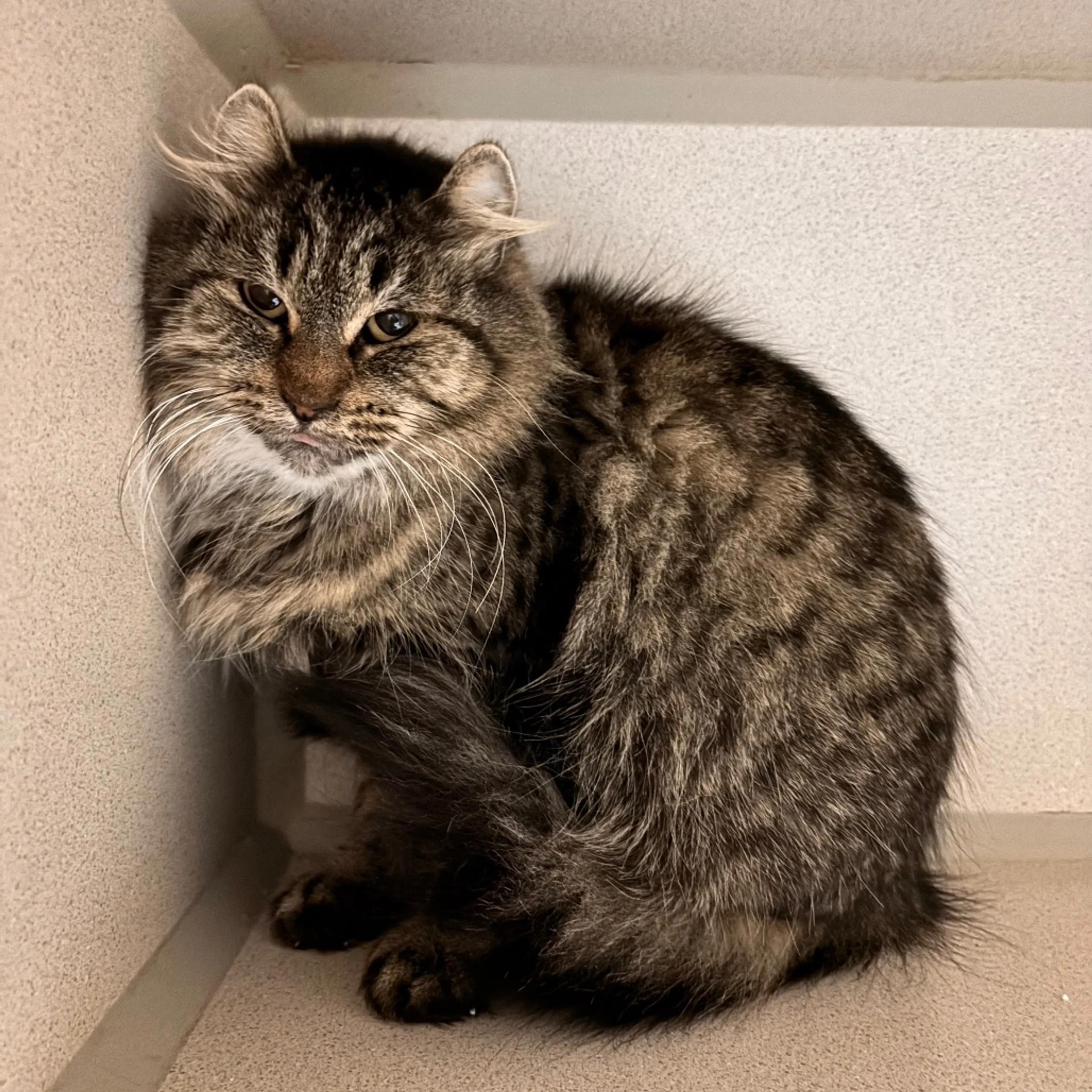 Found pet-1