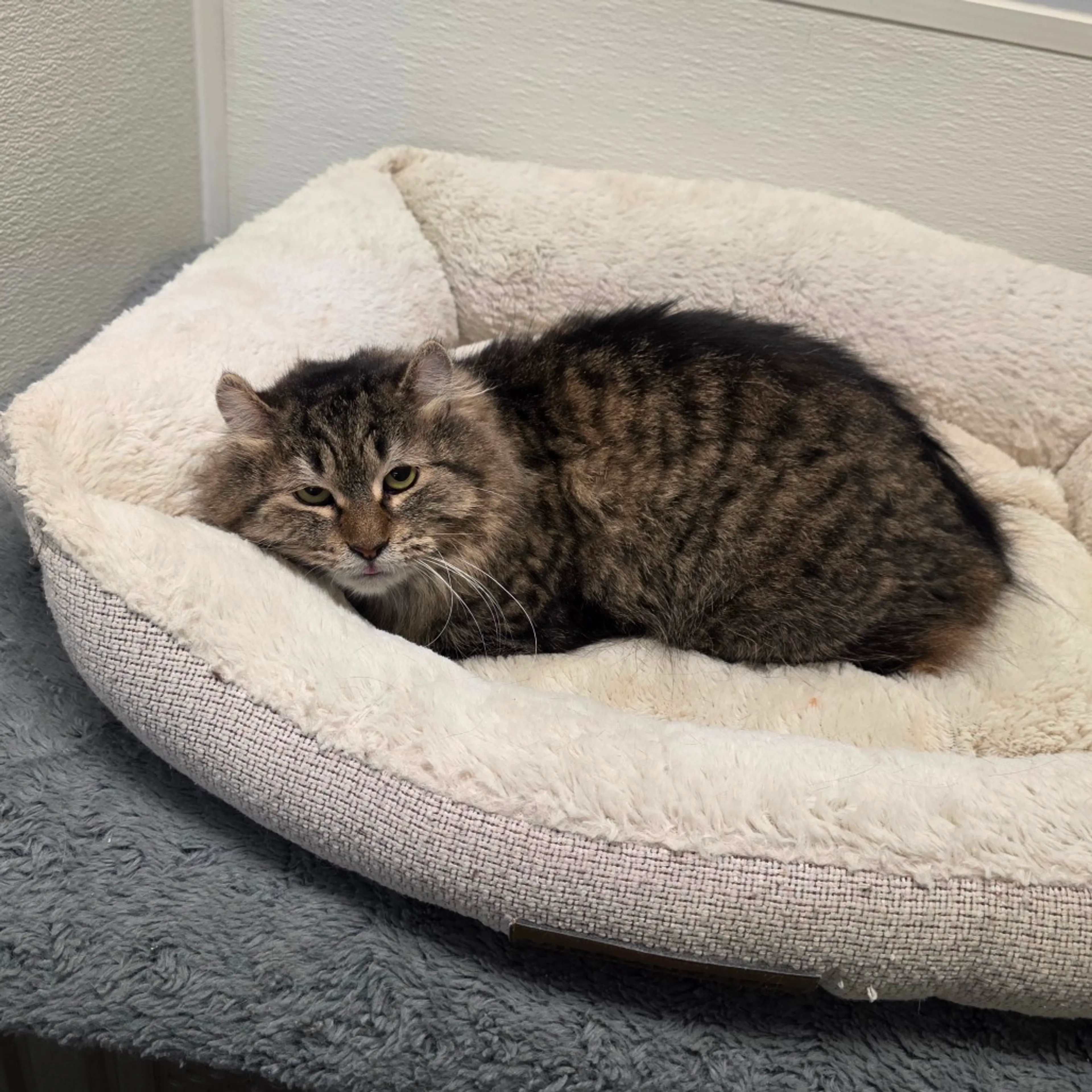 Found pet-2