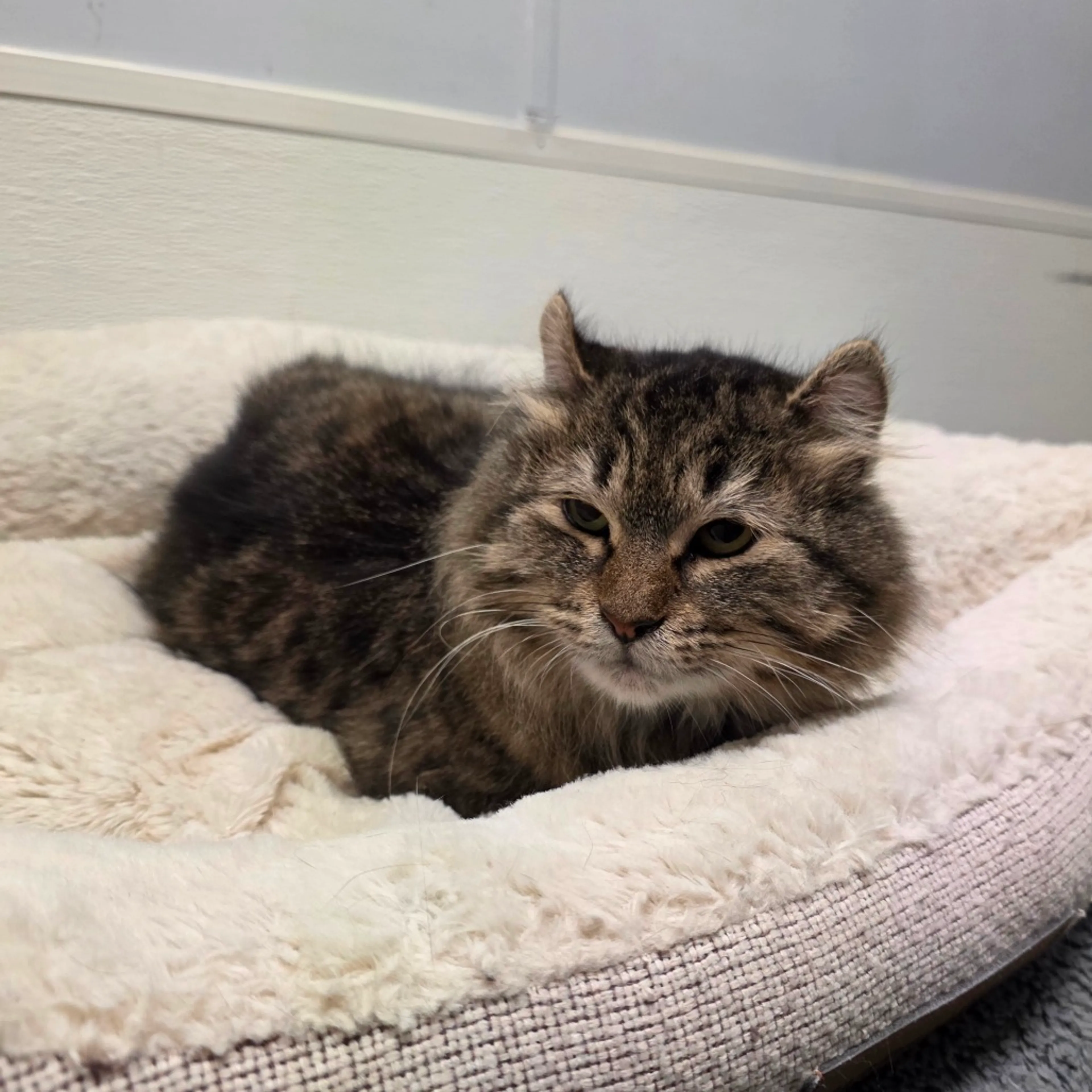 Found pet-4
