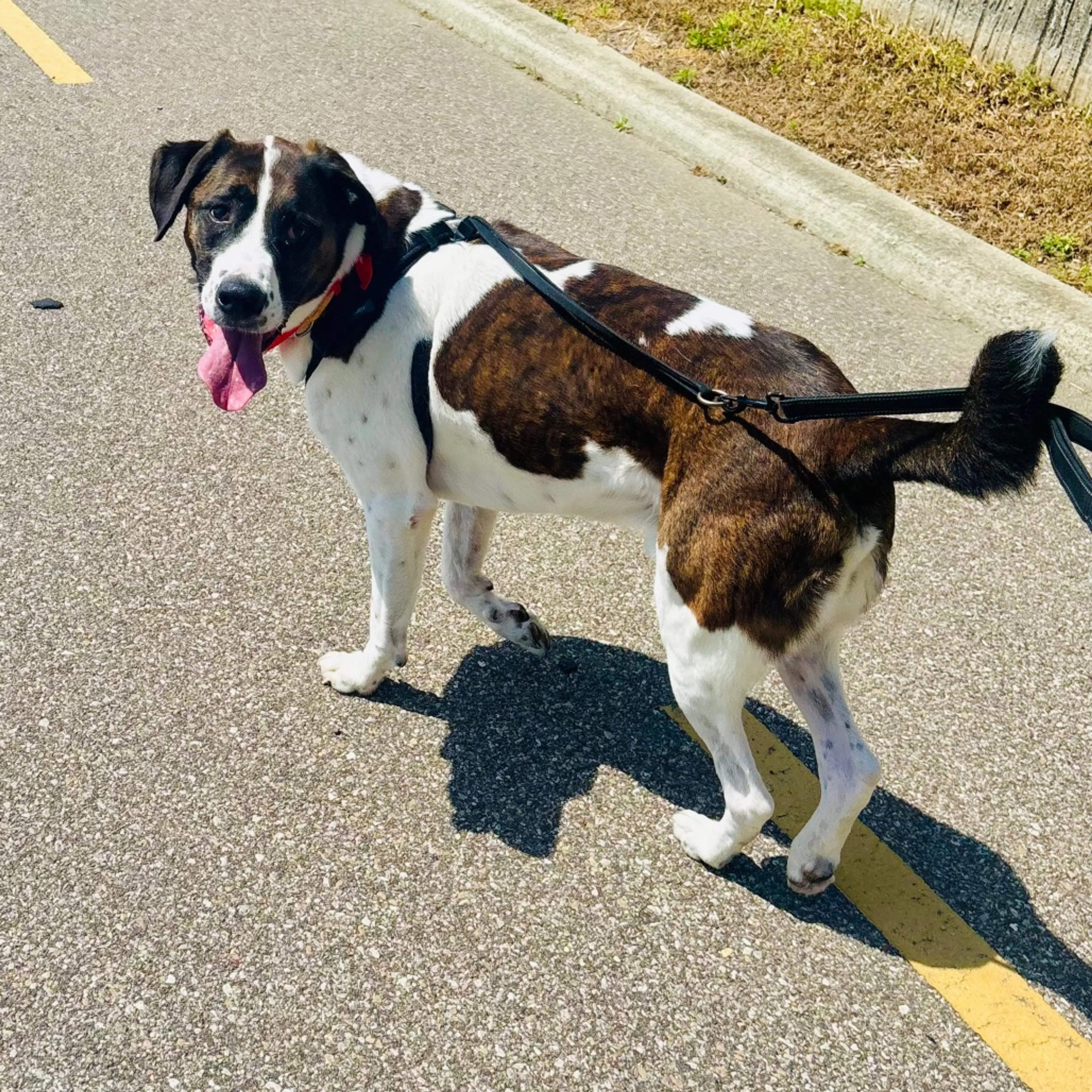 Found pet-16