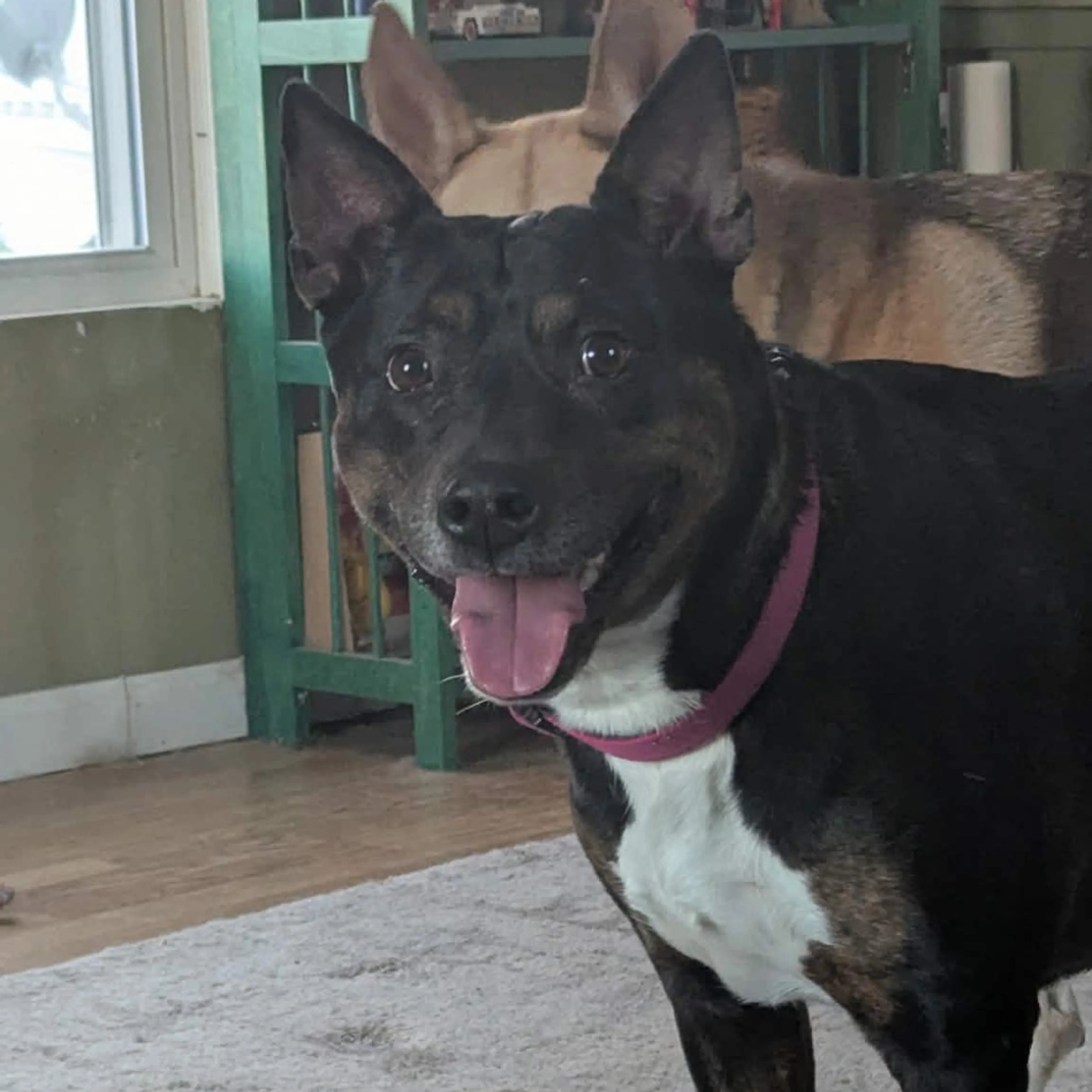 cdn image